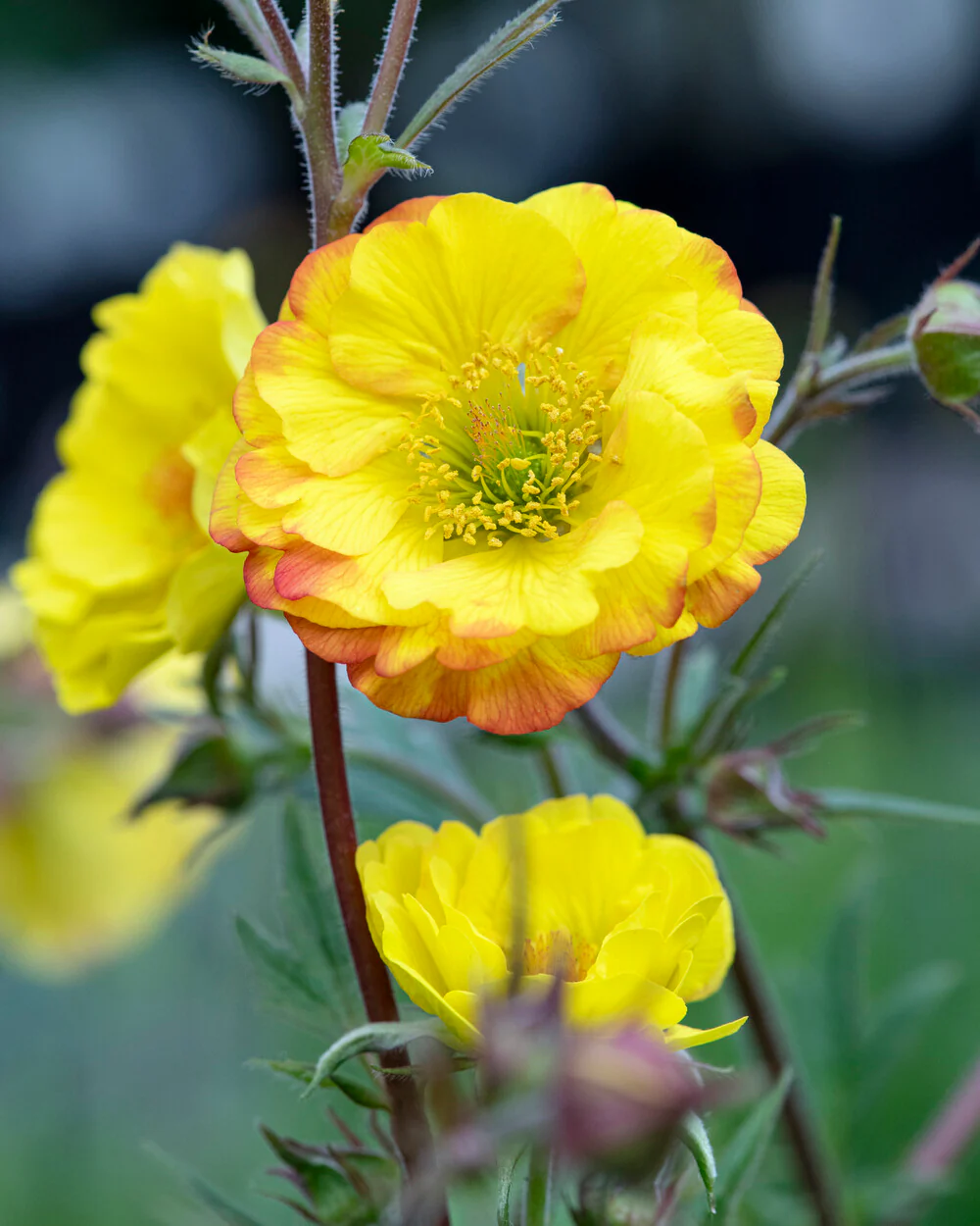Geum 'Mango Lassi' - Image 5