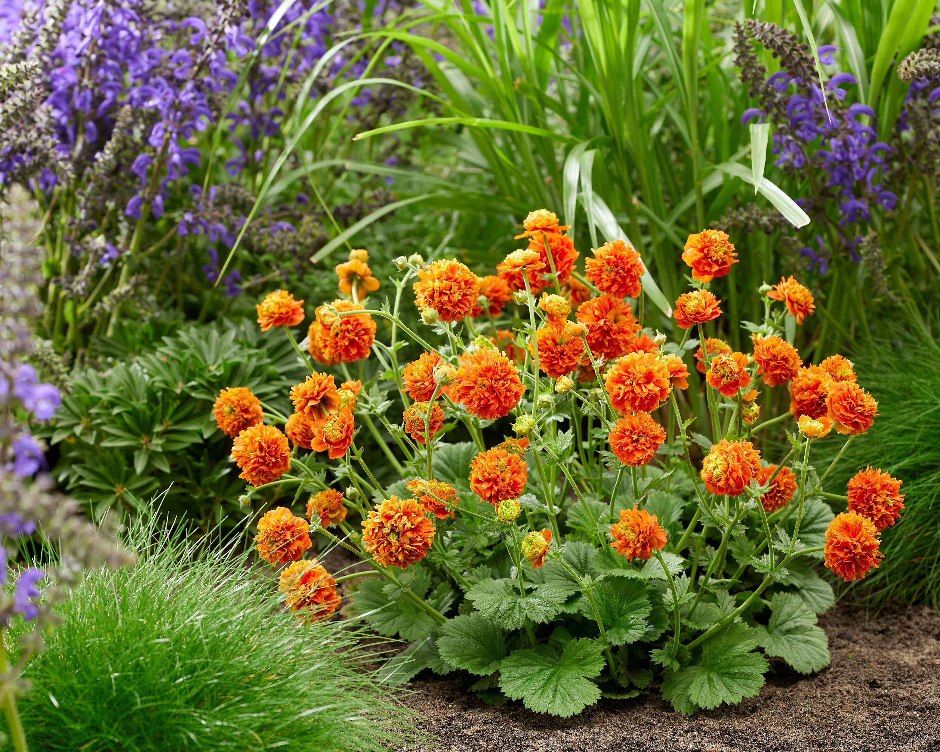 Geum 'Orange Pumpkin' - Image 10