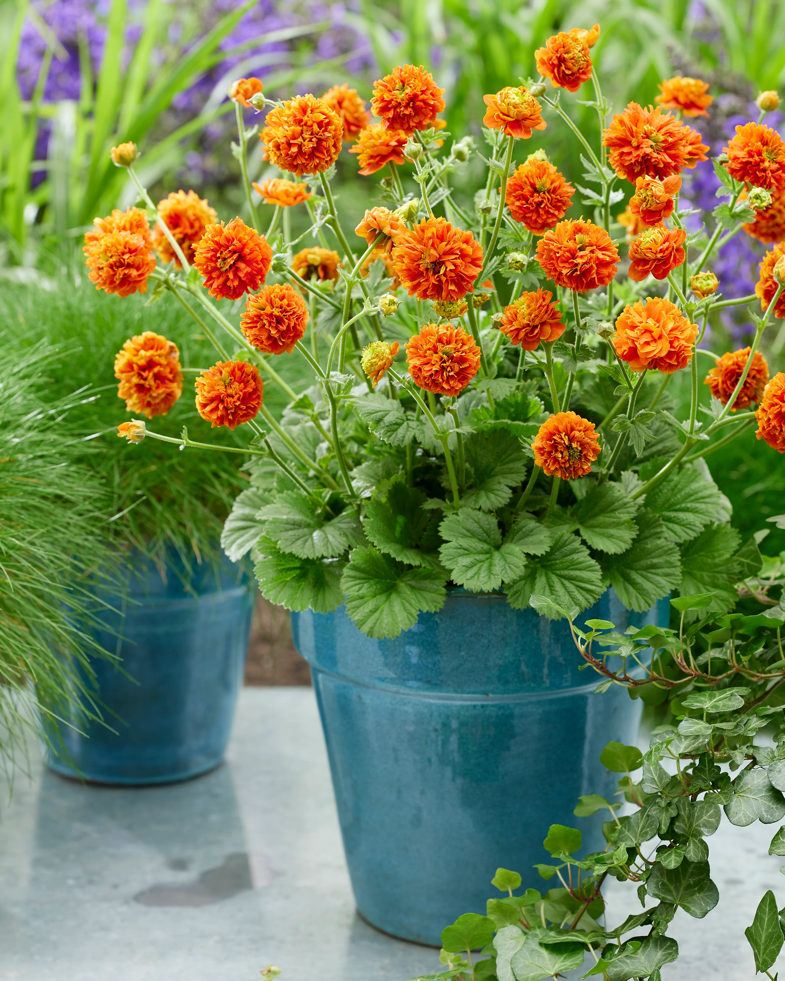 Geum 'Orange Pumpkin' - Image 11