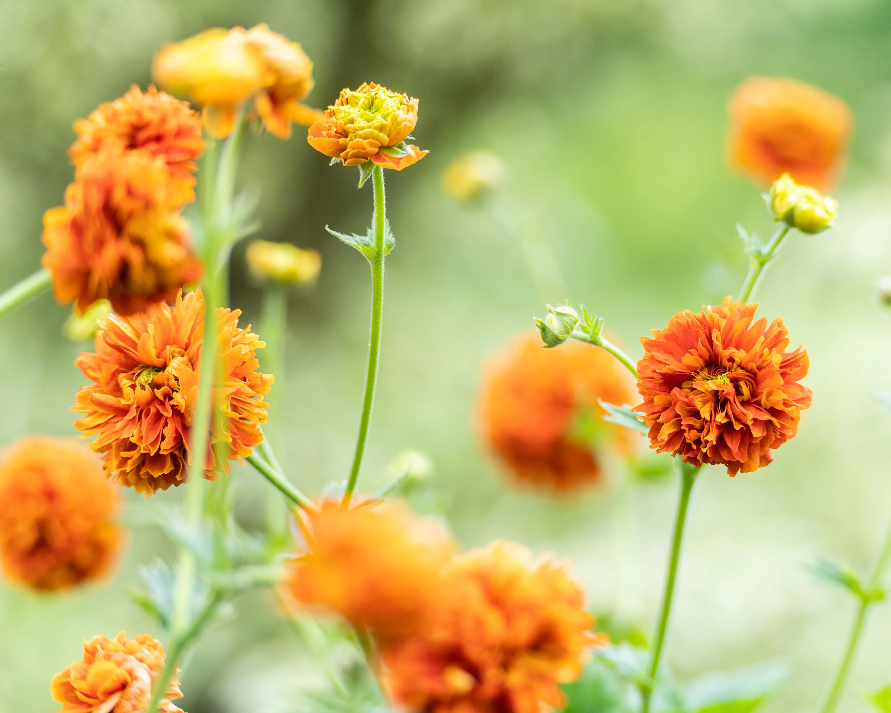 Geum 'Orange Pumpkin' - Image 3