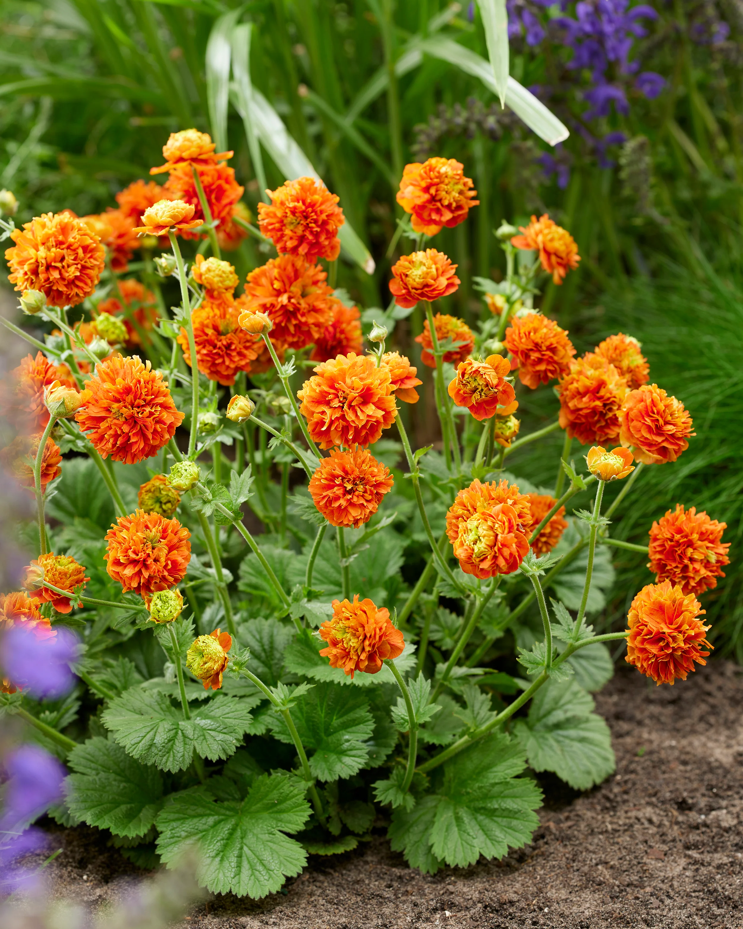 Geum 'Orange Pumpkin' - Image 6