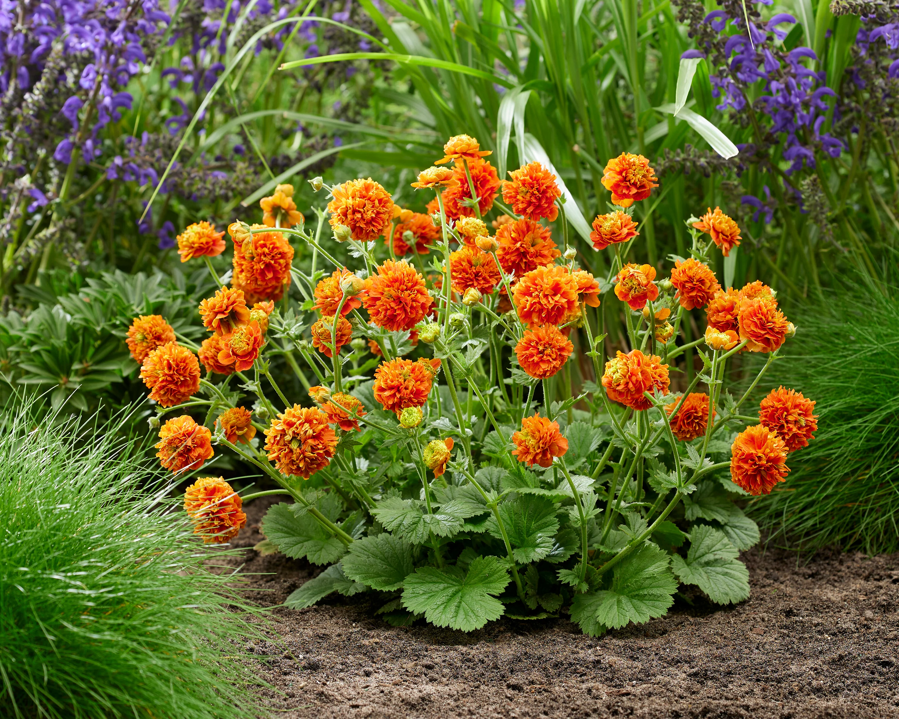 Geum 'Orange Pumpkin' - Image 8