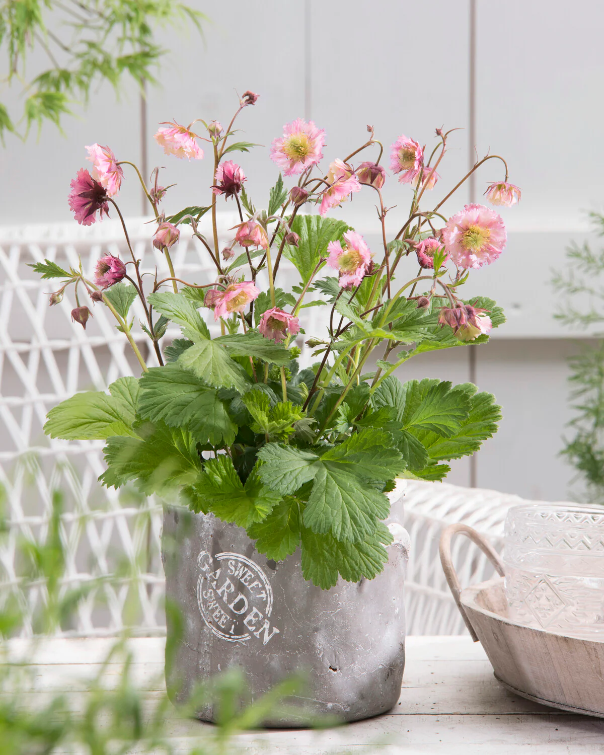Geum 'Pink Fluffy' - Image 3