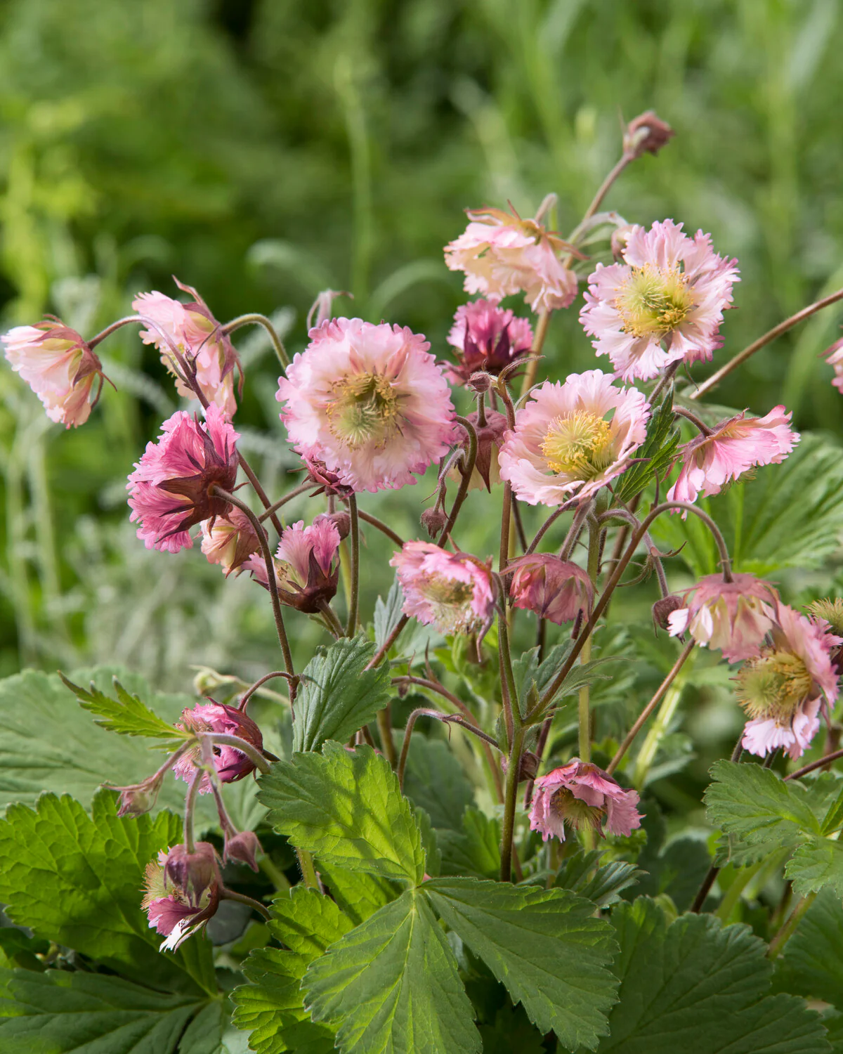 Geum 'Pink Fluffy' - Image 4