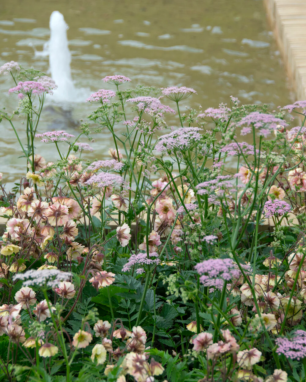 Geum 'Pretticoats Peach' - Image 3
