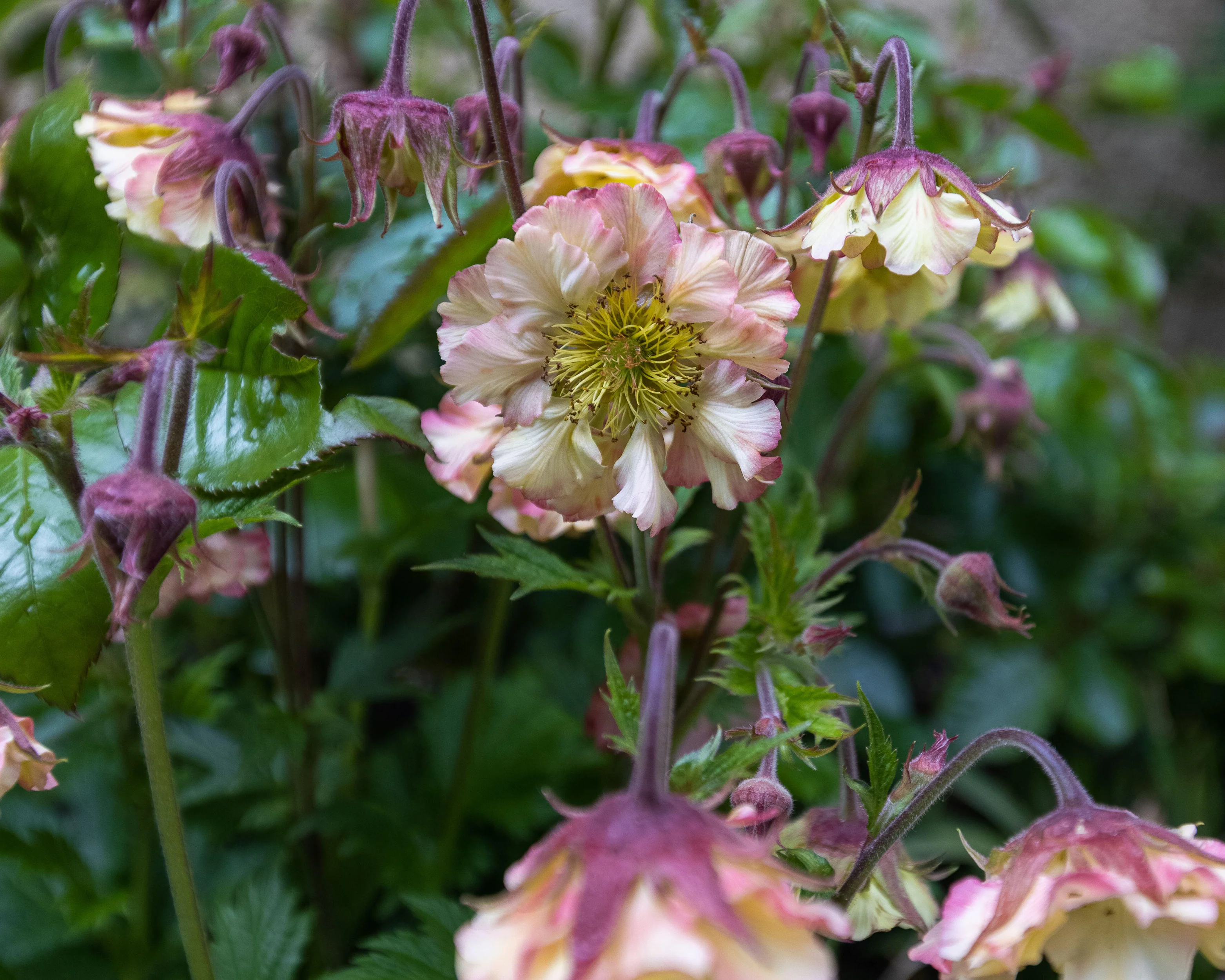 Geum 'Pretticoats Peach' - Image 5