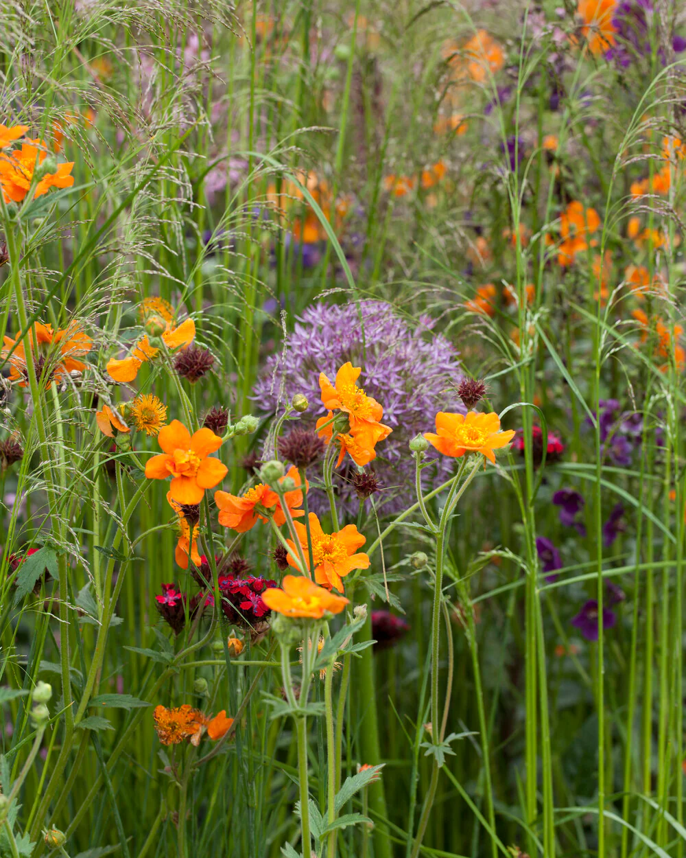 Geum 'Prinses Juliana' - Image 10