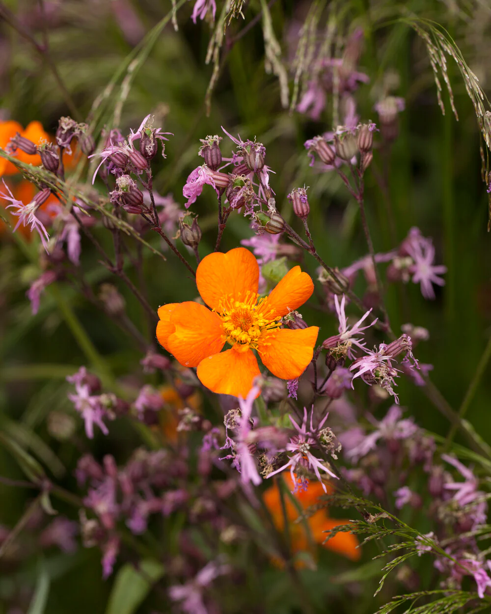 Geum 'Prinses Juliana' - Image 11