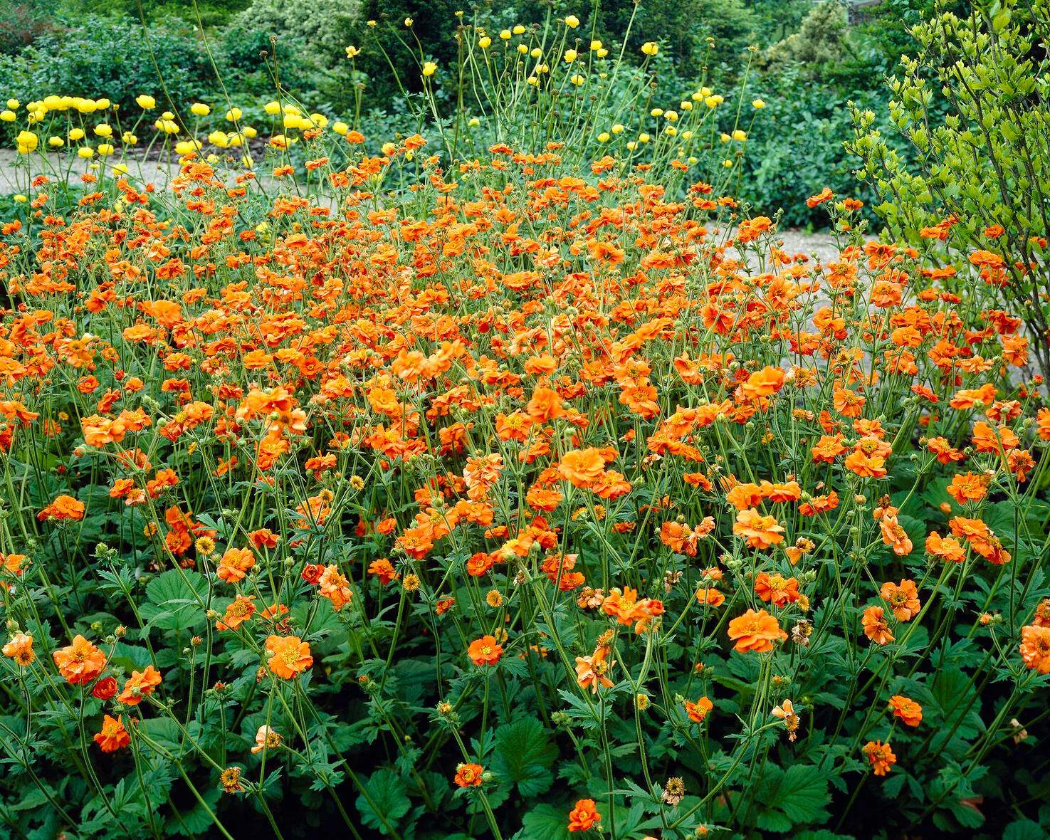 Geum 'Prinses Juliana' - Image 12