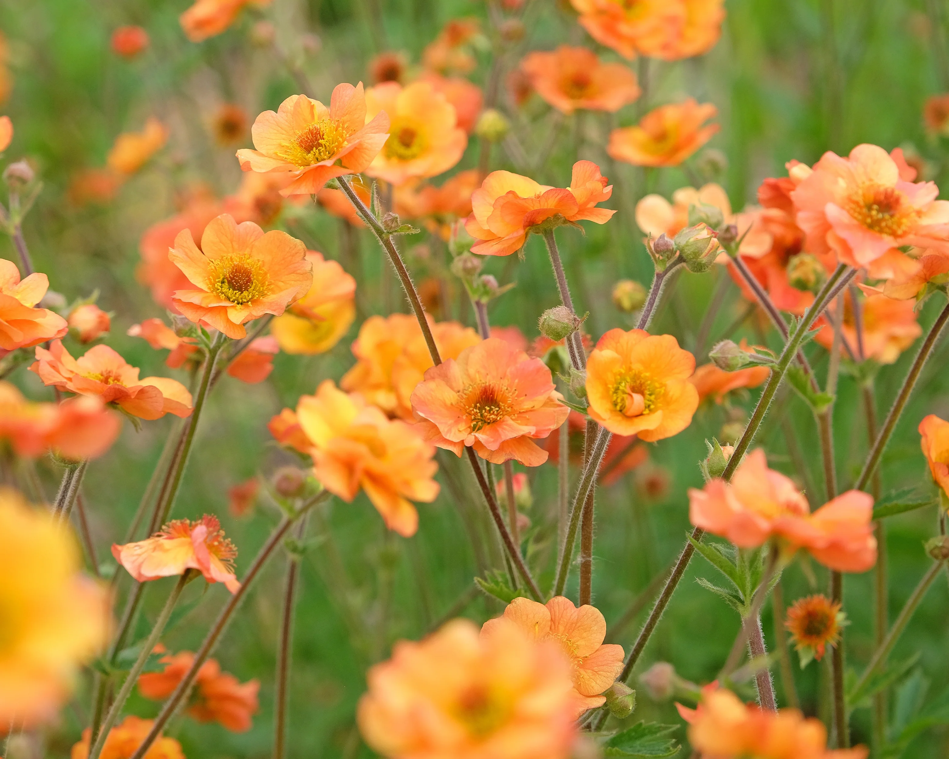 Geum 'Prinses Juliana' - Image 3