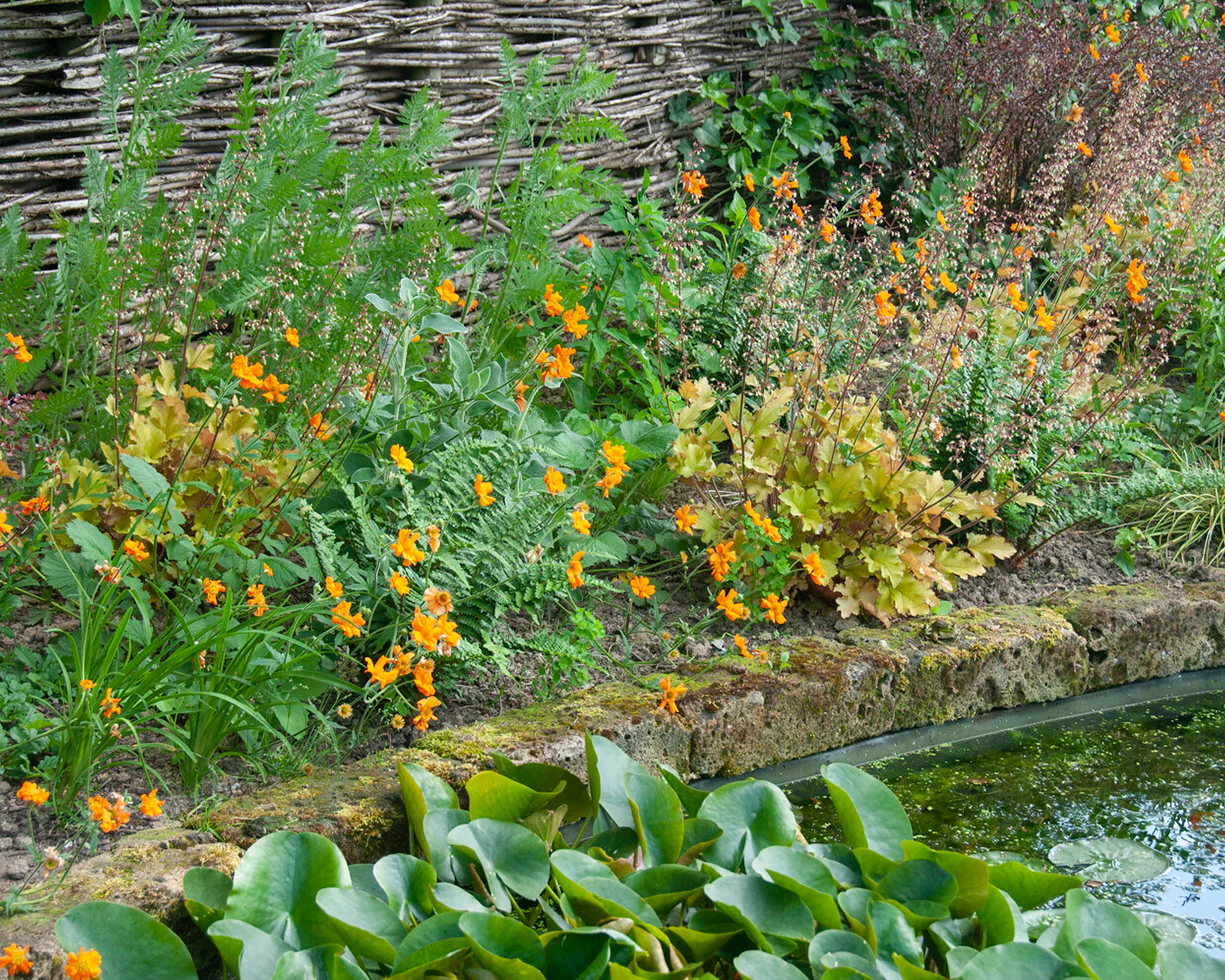 Geum 'Prinses Juliana' - Image 4
