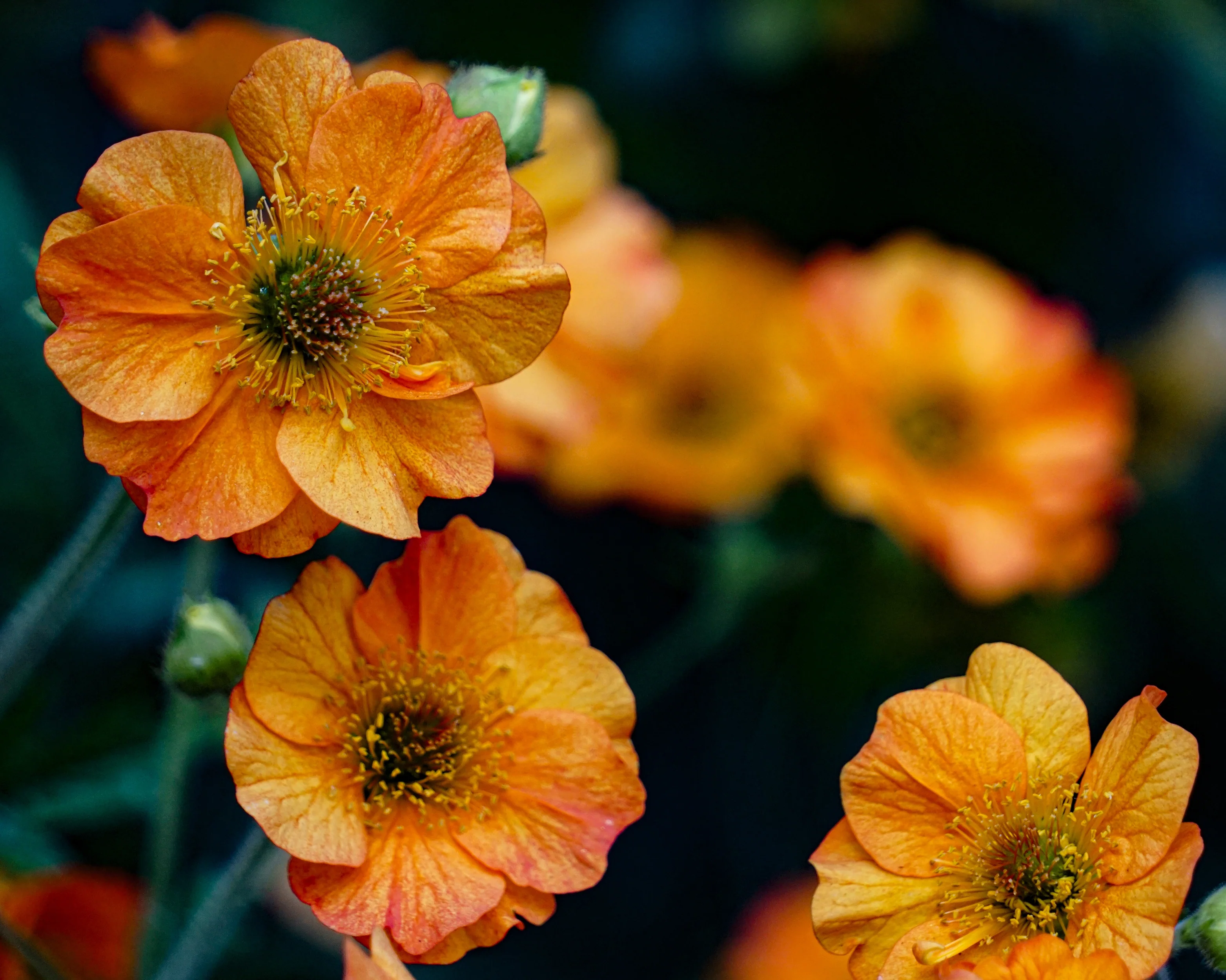 Geum 'Prinses Juliana' - Image 7