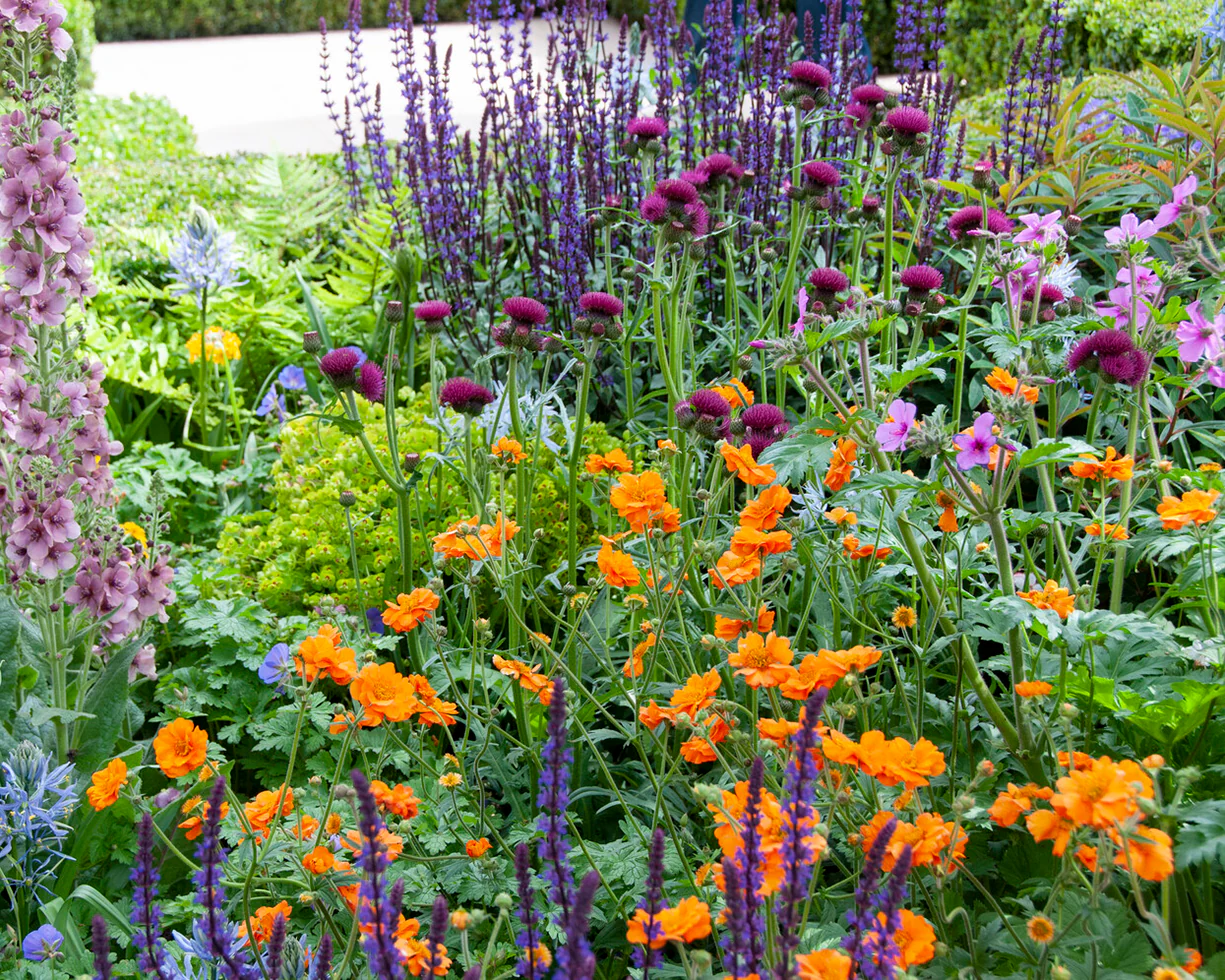 Geum 'Prinses Juliana' - Image 8