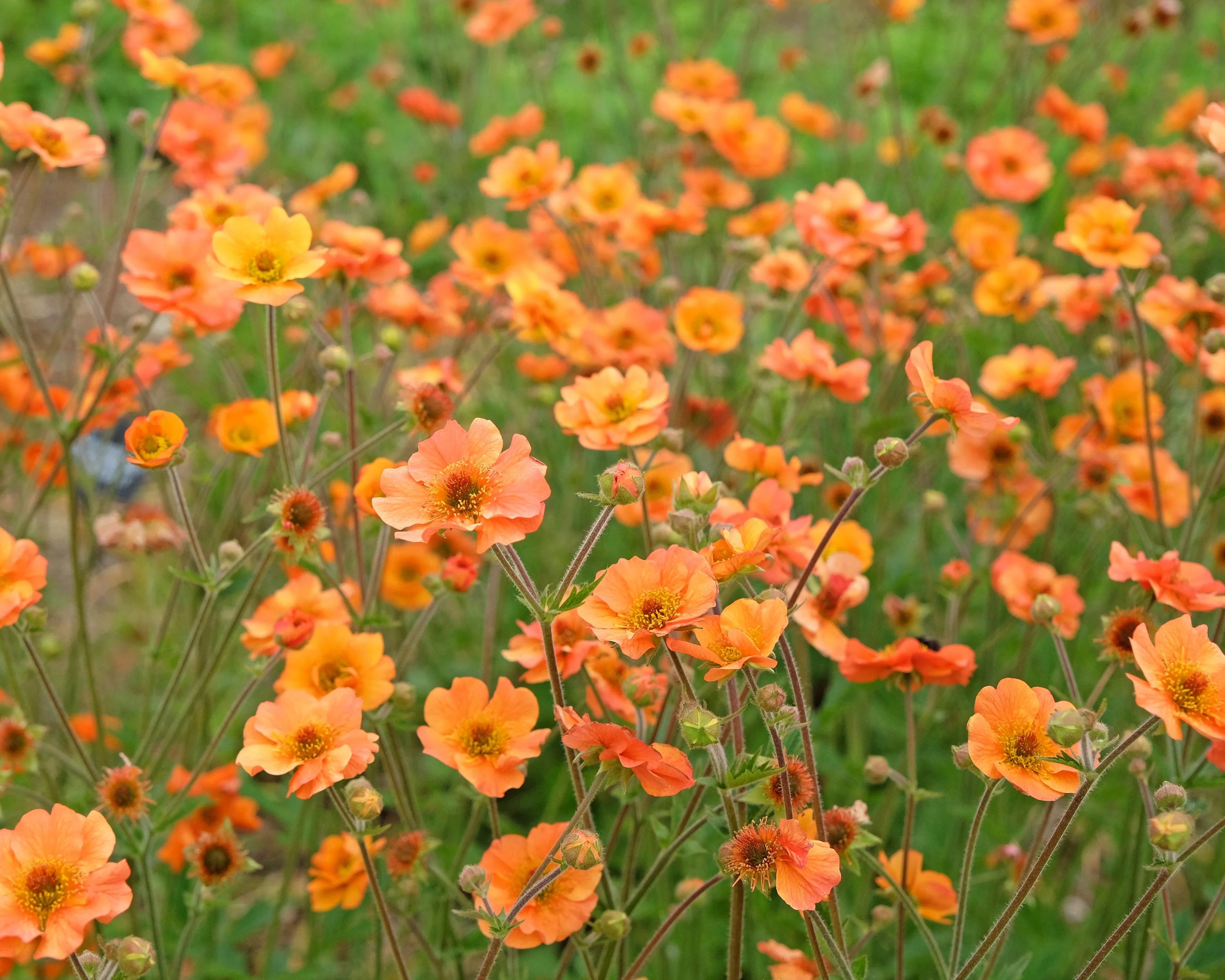 Geum 'Prinses Juliana' - Image 9