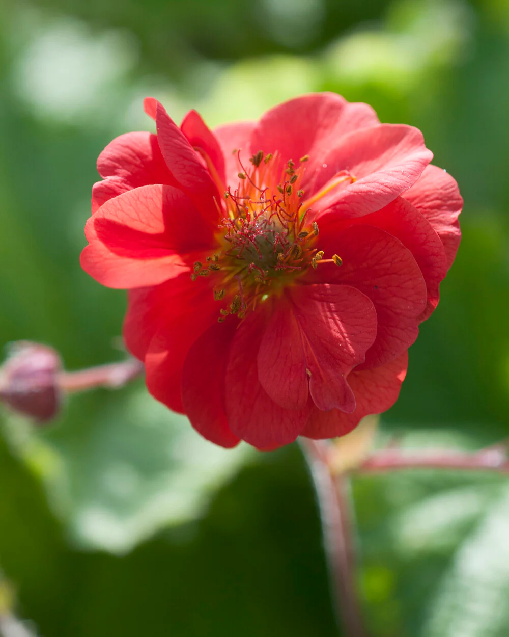 Geum 'Sangria' - Image 3