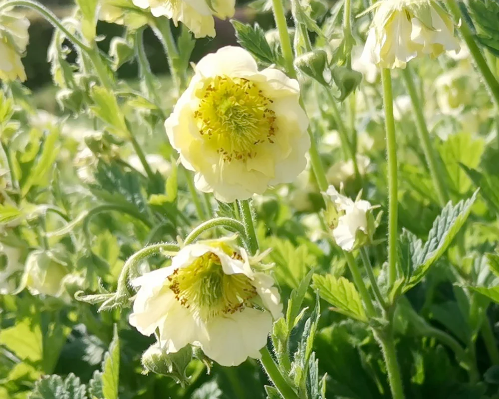 Geum 'Tales of Hex' - Image 4