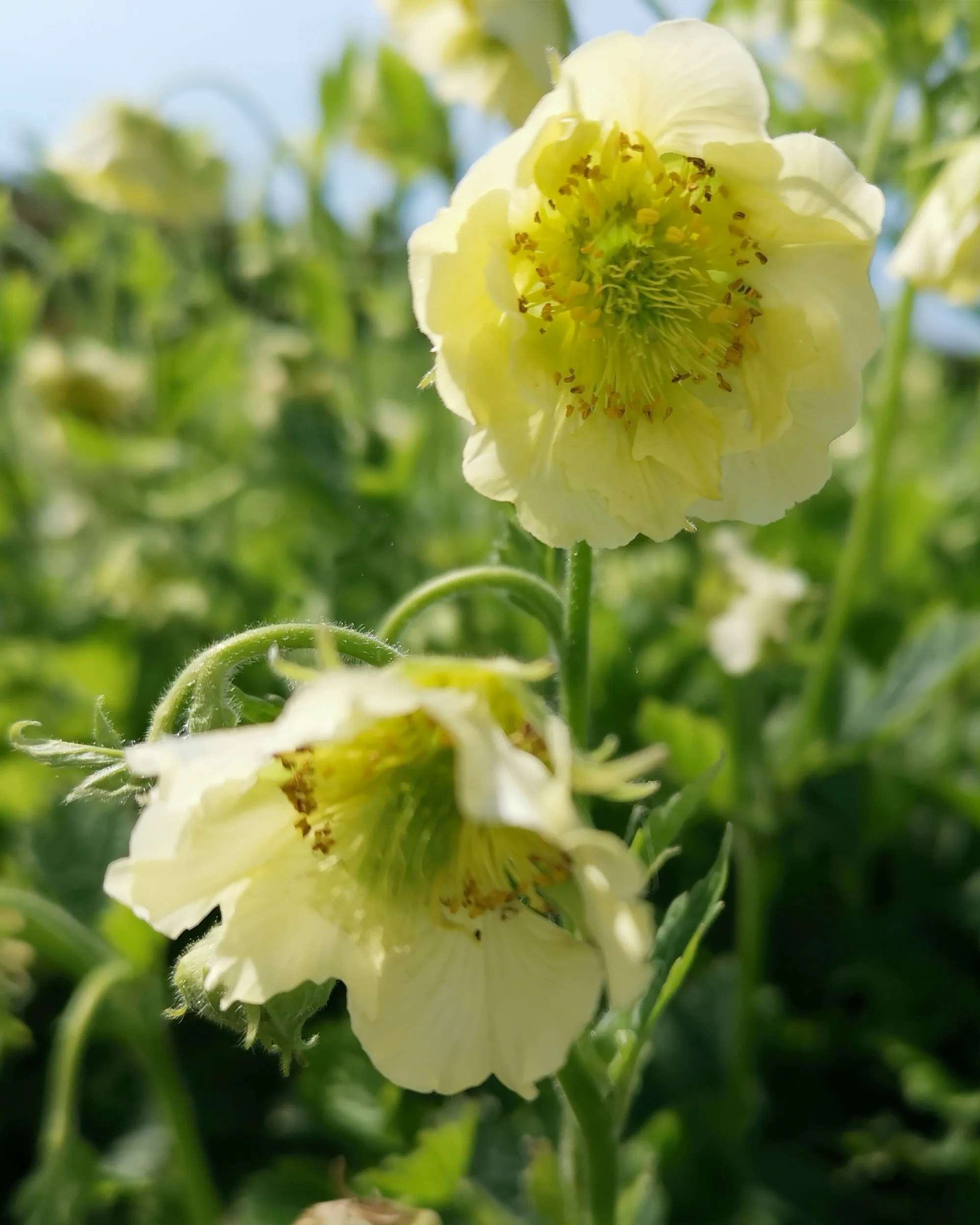 Geum 'Tales of Hex' - Image 6