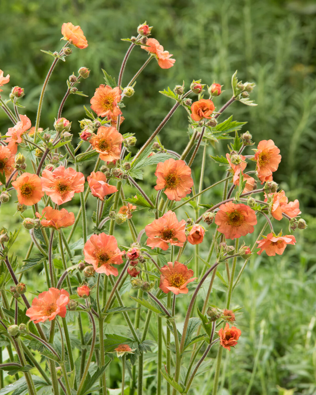 Geum 'Tim's Tangerine' - Image 2