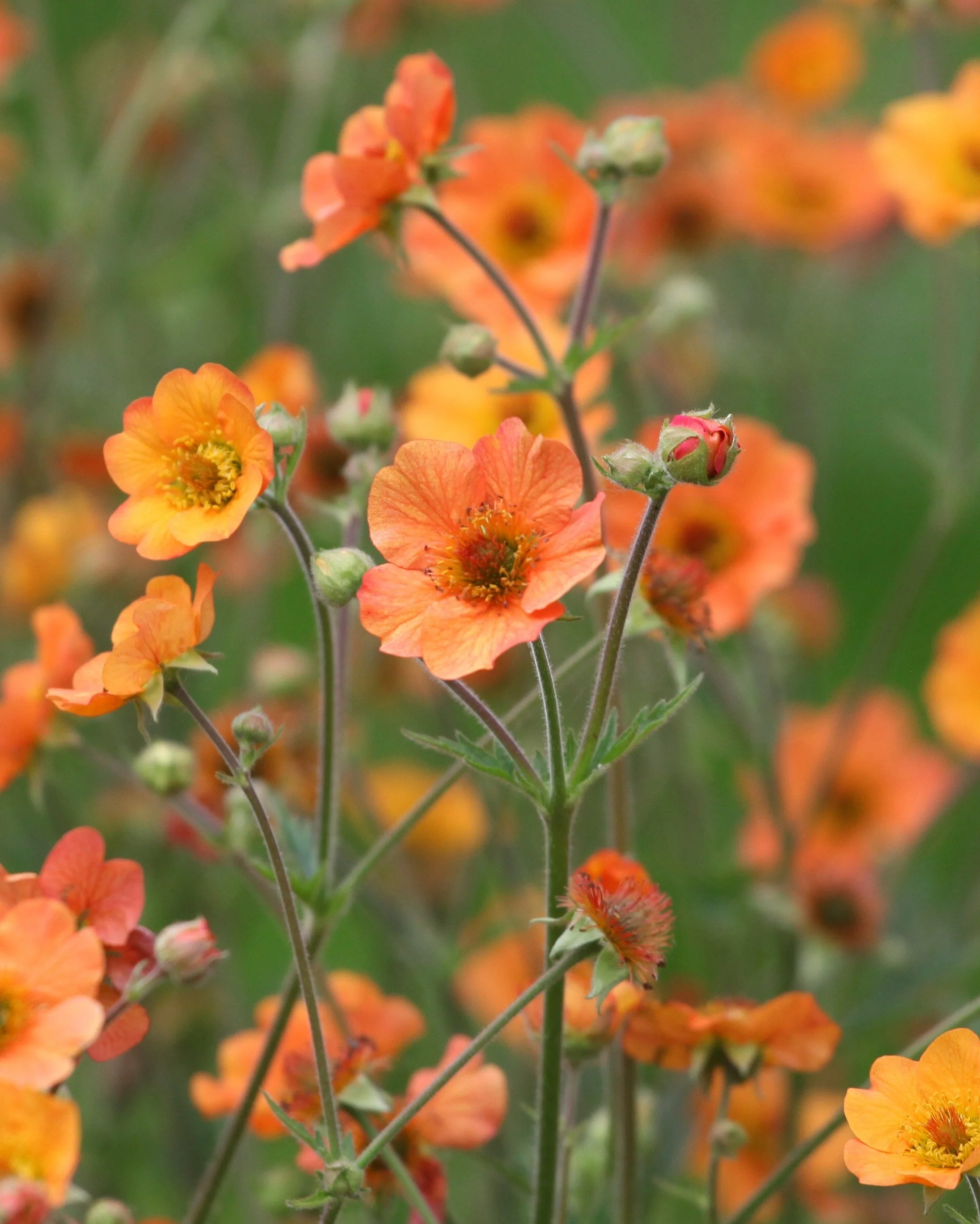 Geum 'Tim's Tangerine' - Image 5
