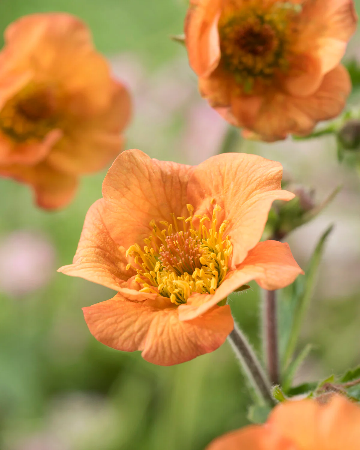 Geum 'Tim's Tangerine' - Image 6