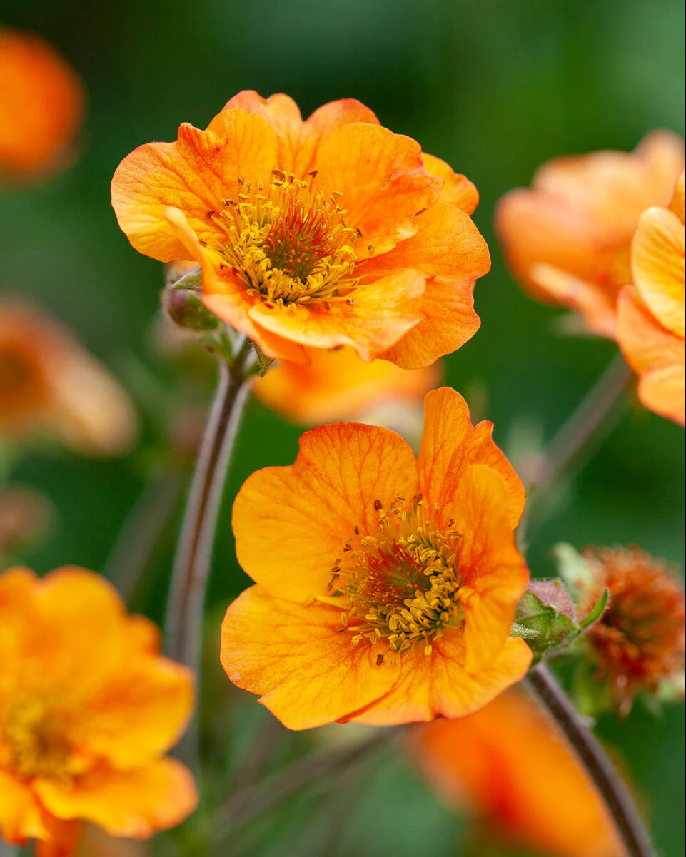 Geum 'Tim's Tangerine' - Image 7