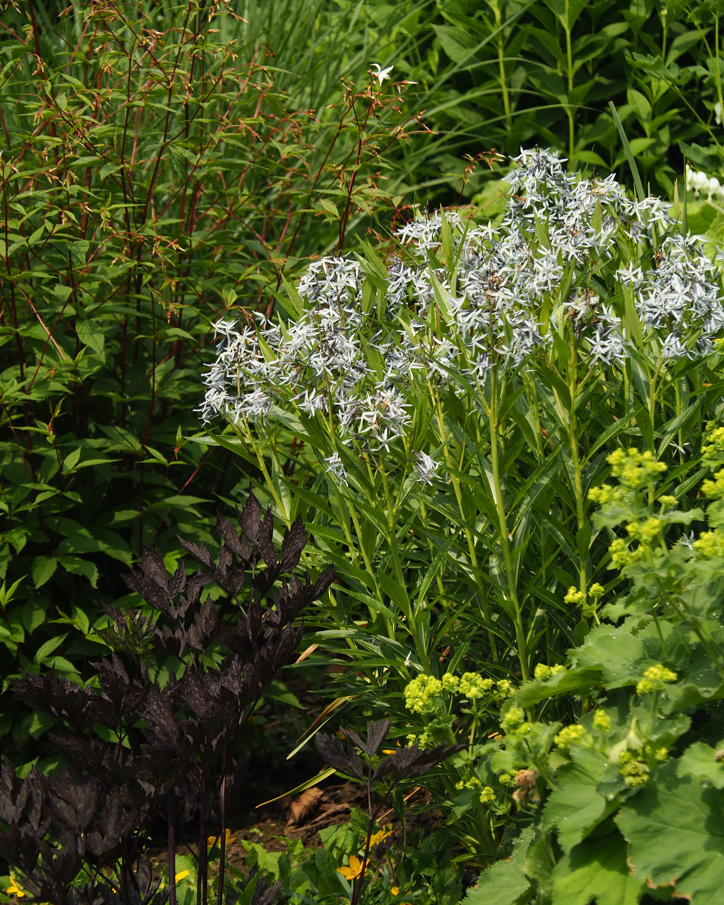 Gillenia trifoliata - Image 8