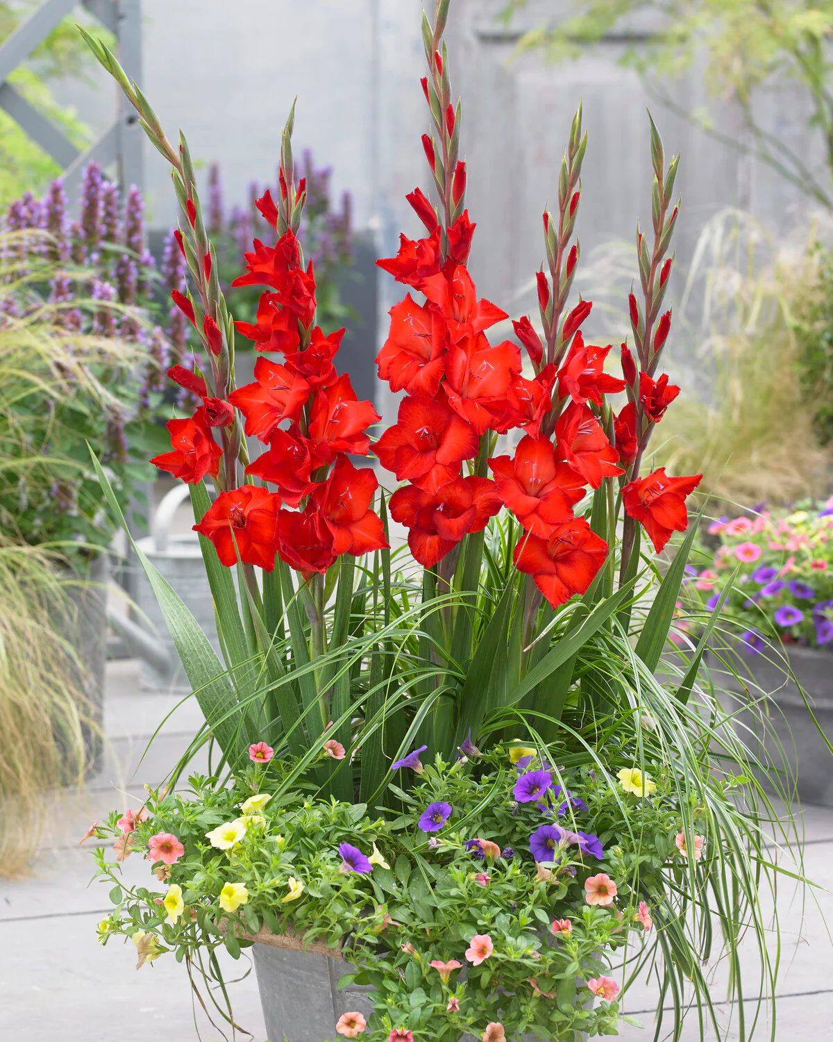 Gladiolus 'Advance' - Image 3