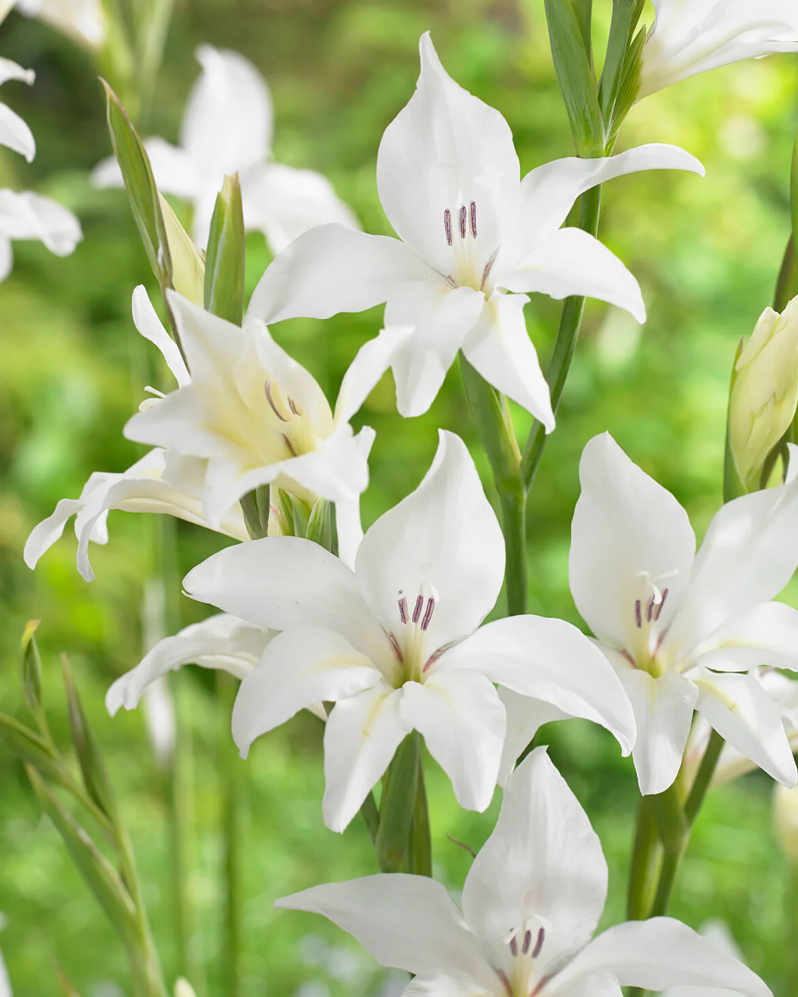 Gladiolus 'Albus' - Image 4