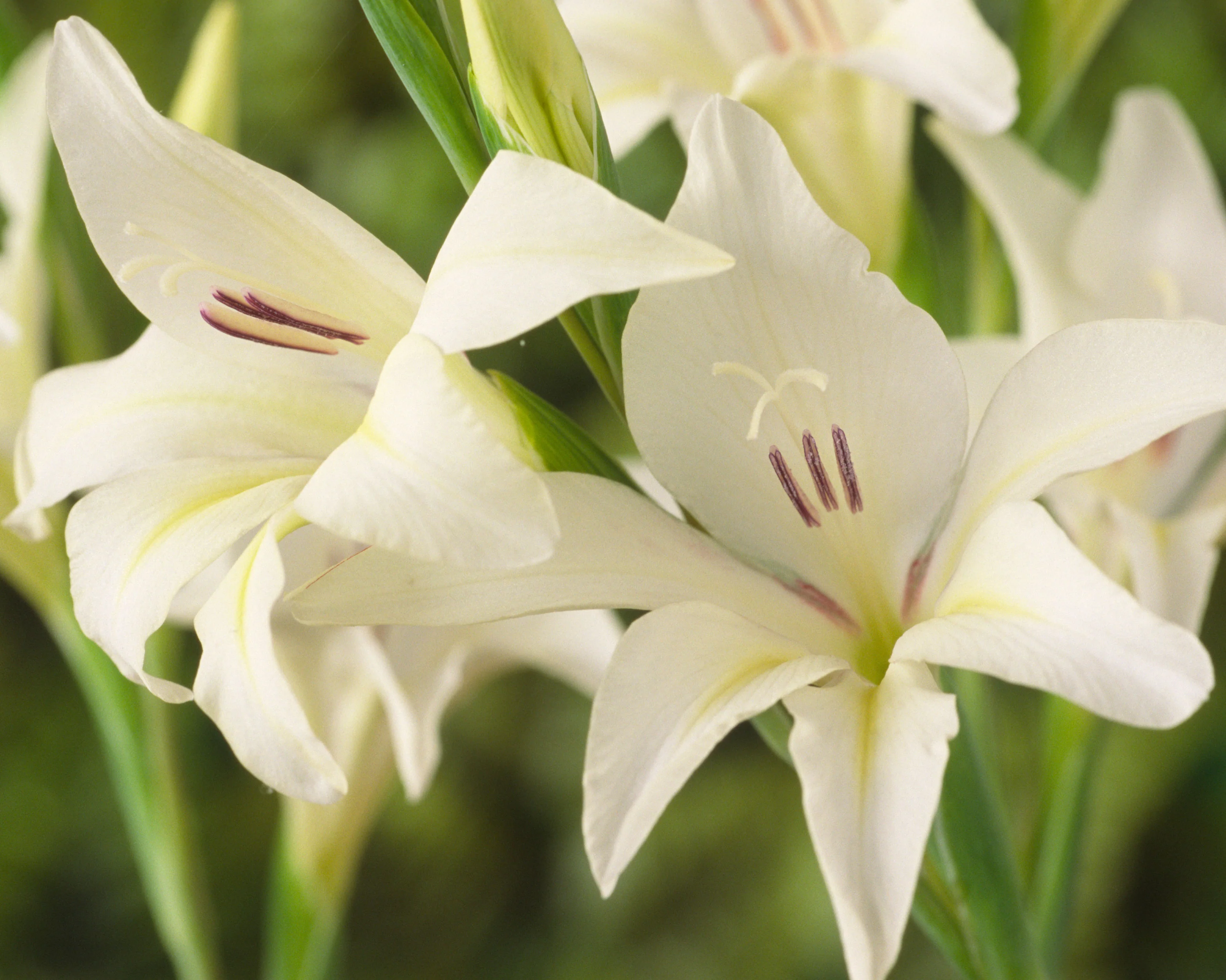 Gladiolus 'Albus' - Image 5