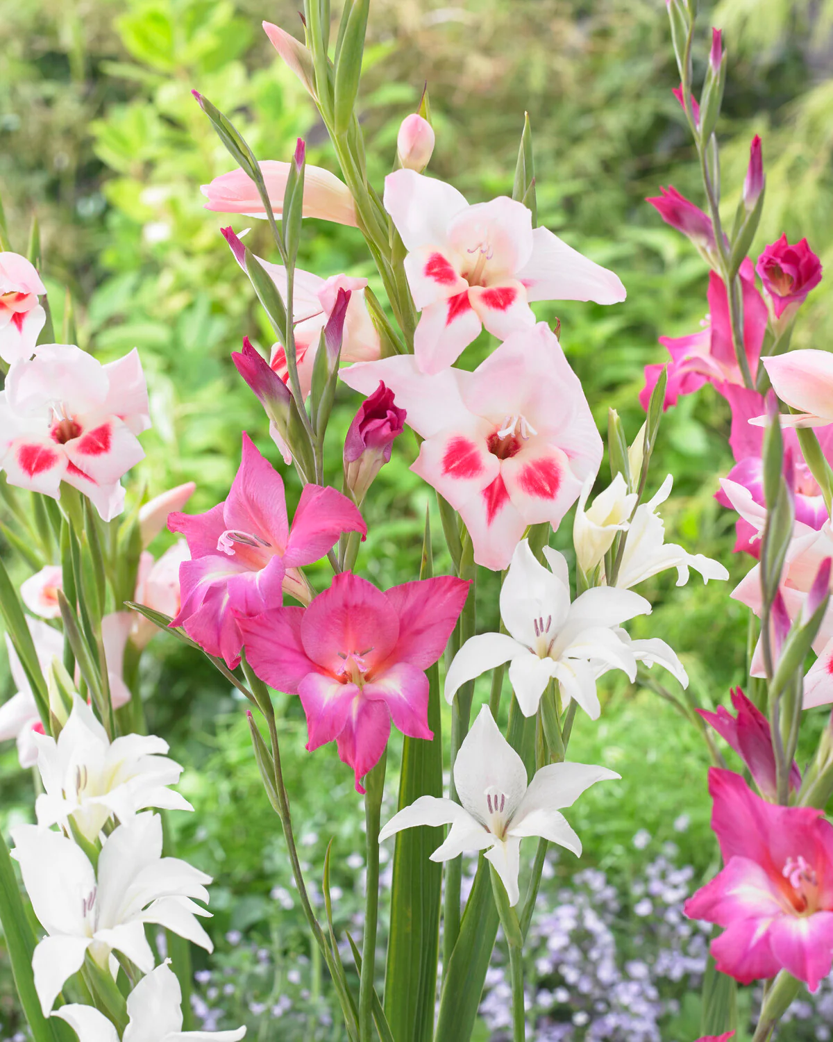 Gladiolus 'Albus' - Image 7