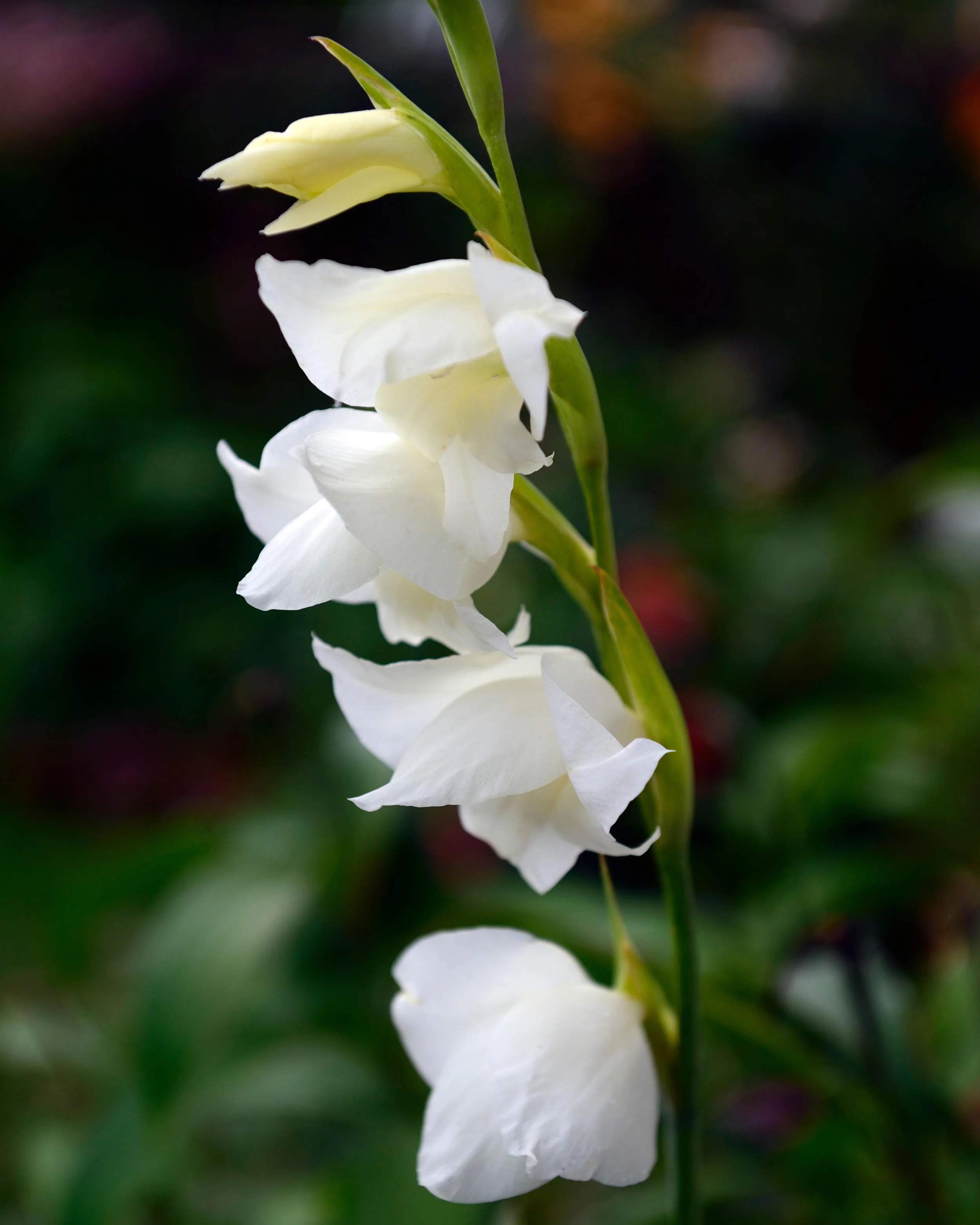 Gladiolus 'Albus' - Image 8