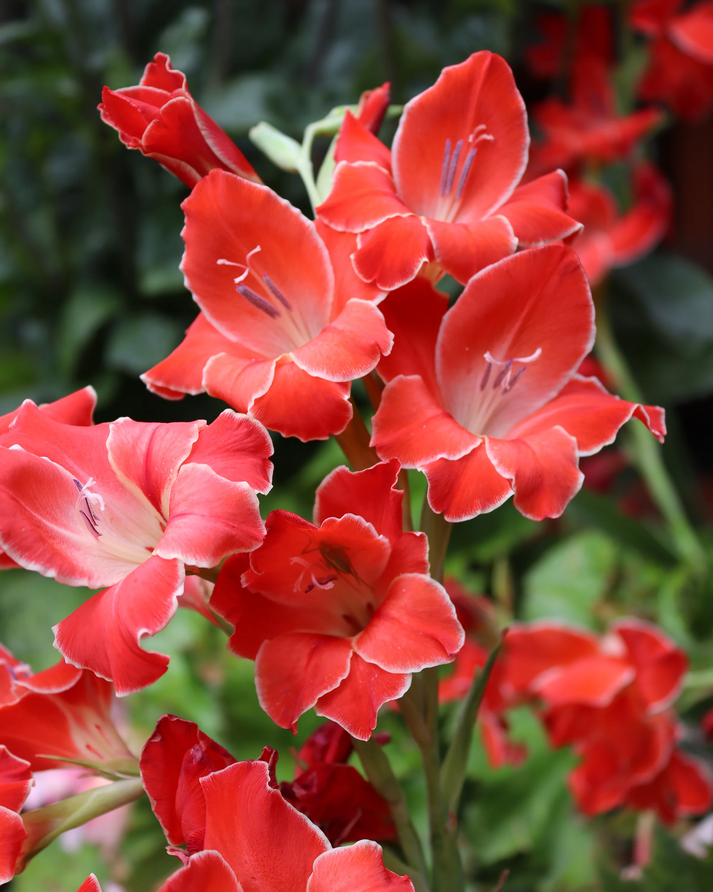 Gladiolus 'Atom' - Image 2