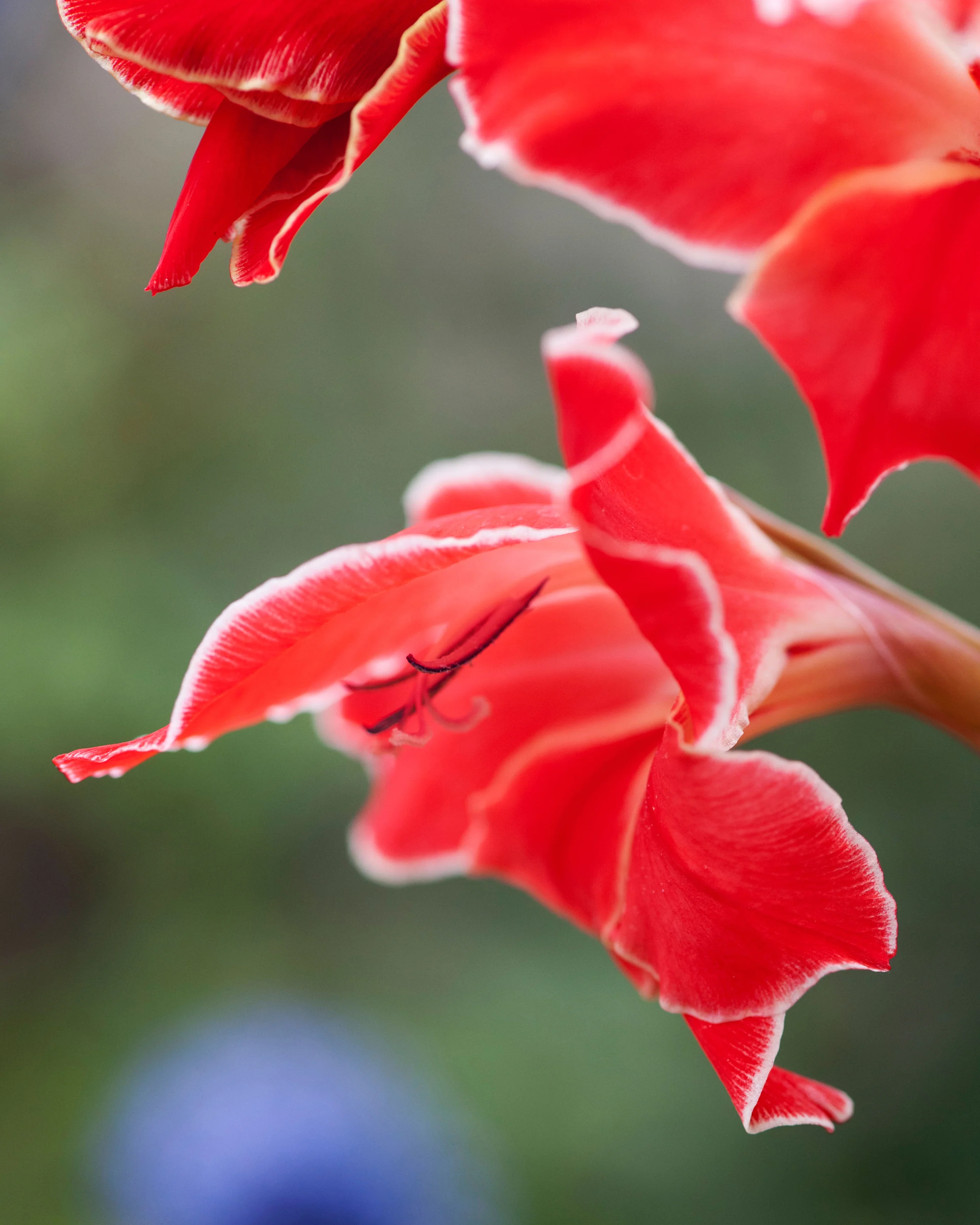 Gladiolus 'Atom' - Image 5