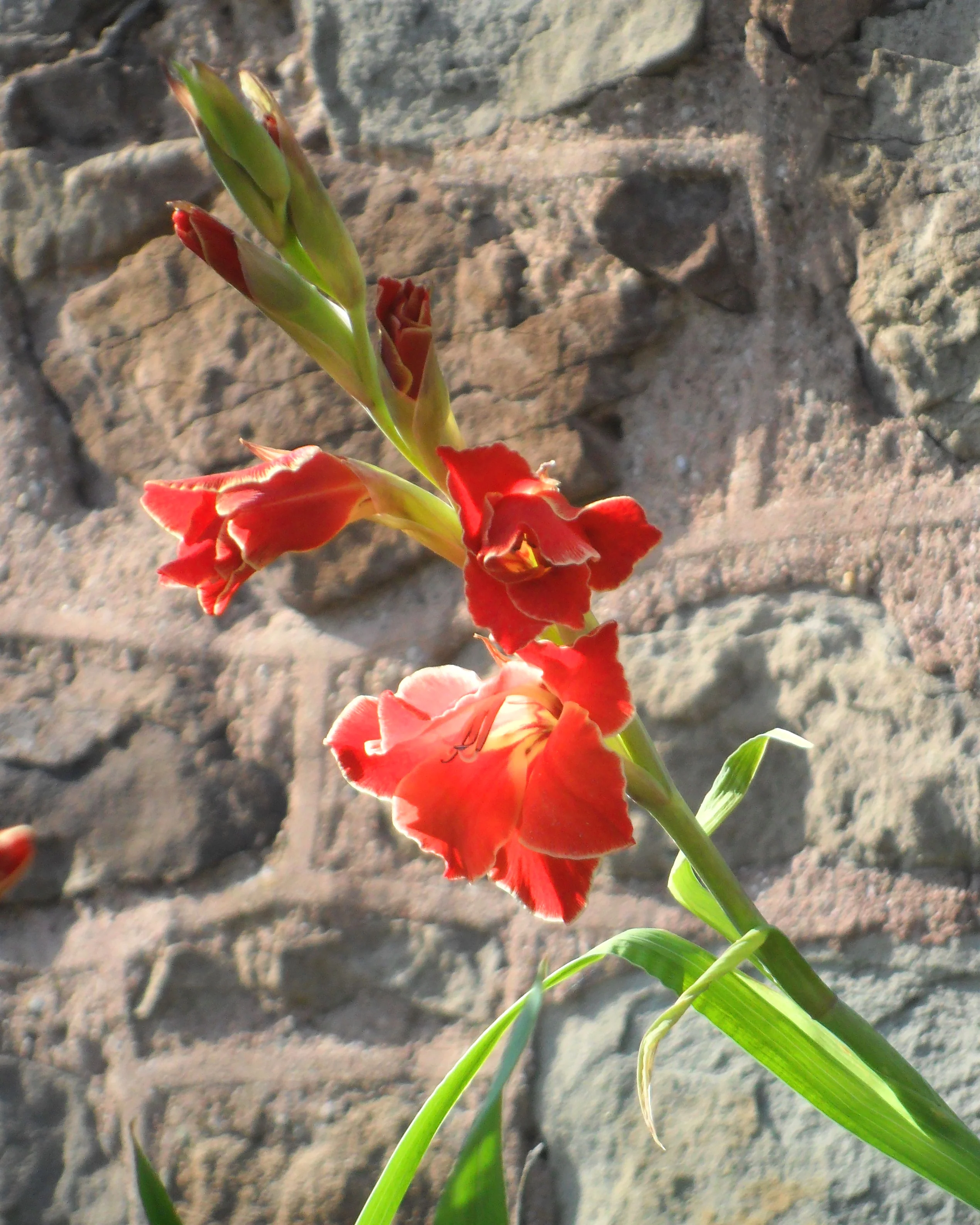 Gladiolus 'Atom' - Image 6