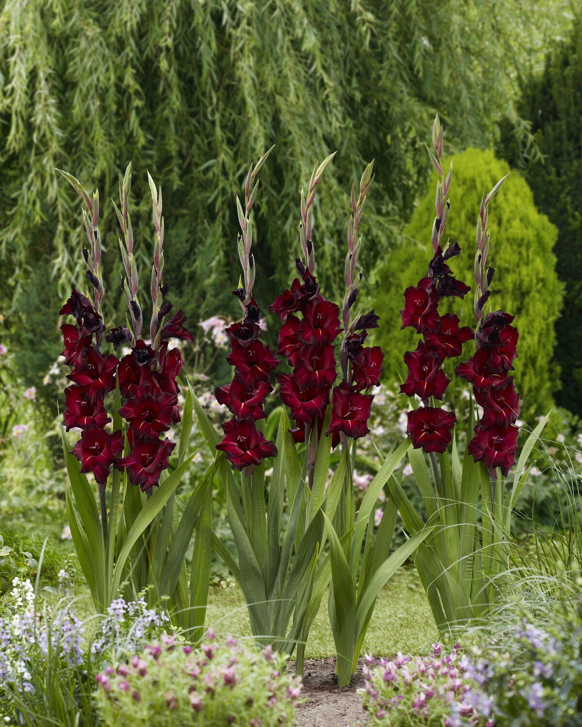 Gladiolus 'Black Surprise' - Image 2