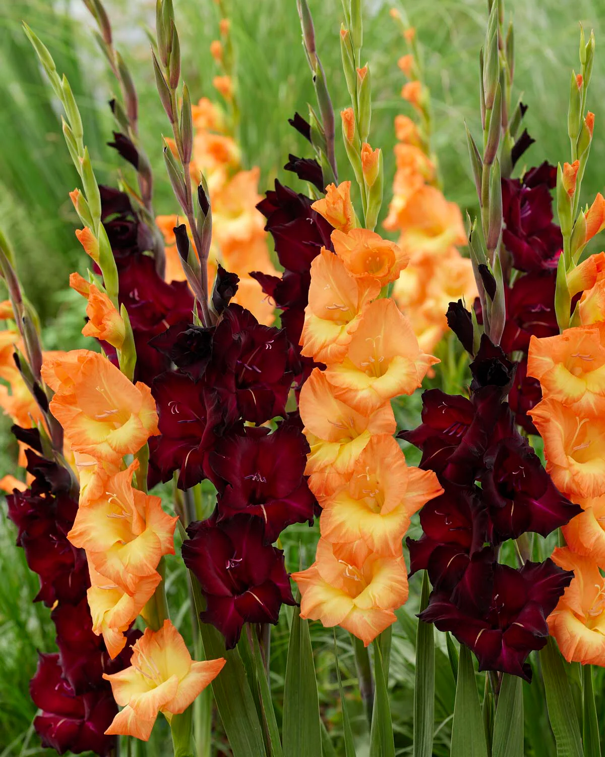 Gladiolus 'Black Surprise' - Image 3