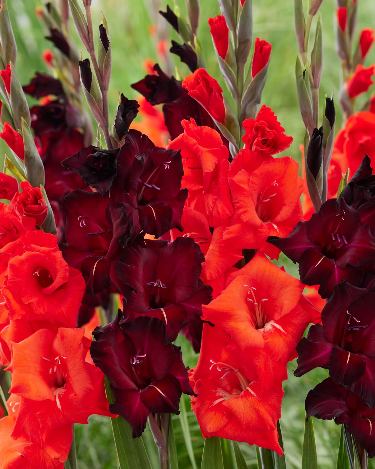 Gladiolus 'Black Surprise' - Image 4