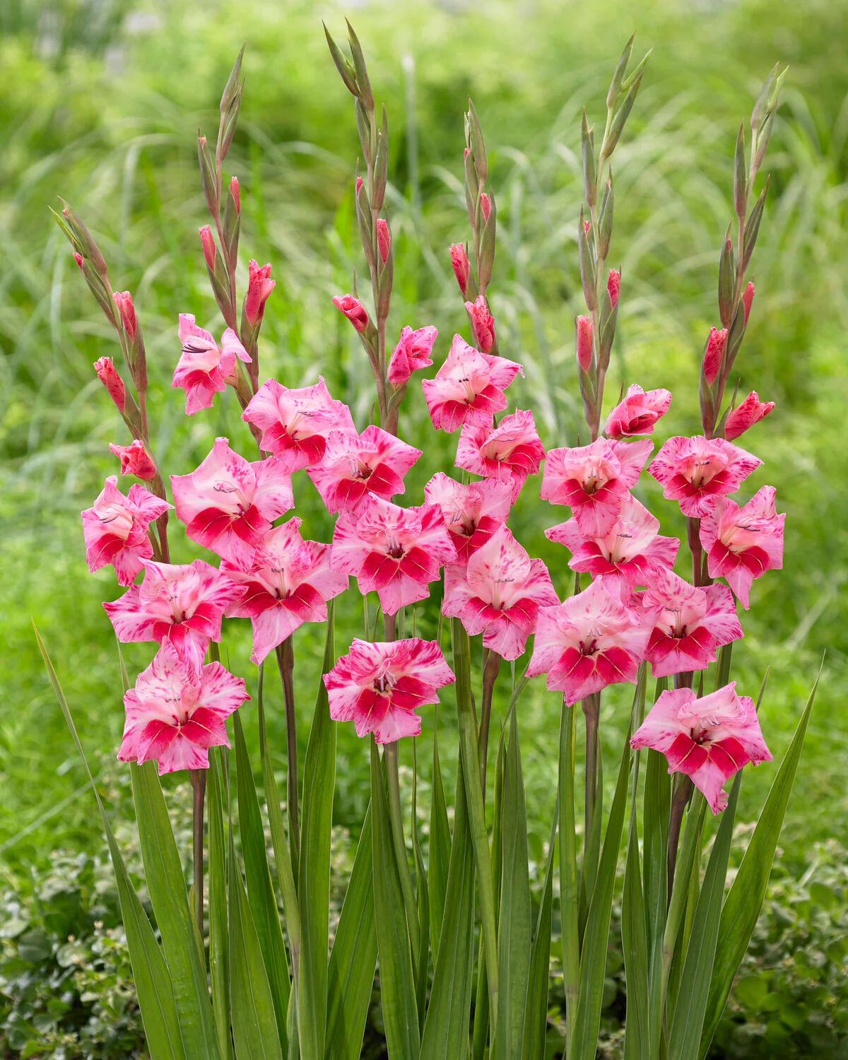 Gladiolus 'Bibi' - Image 3