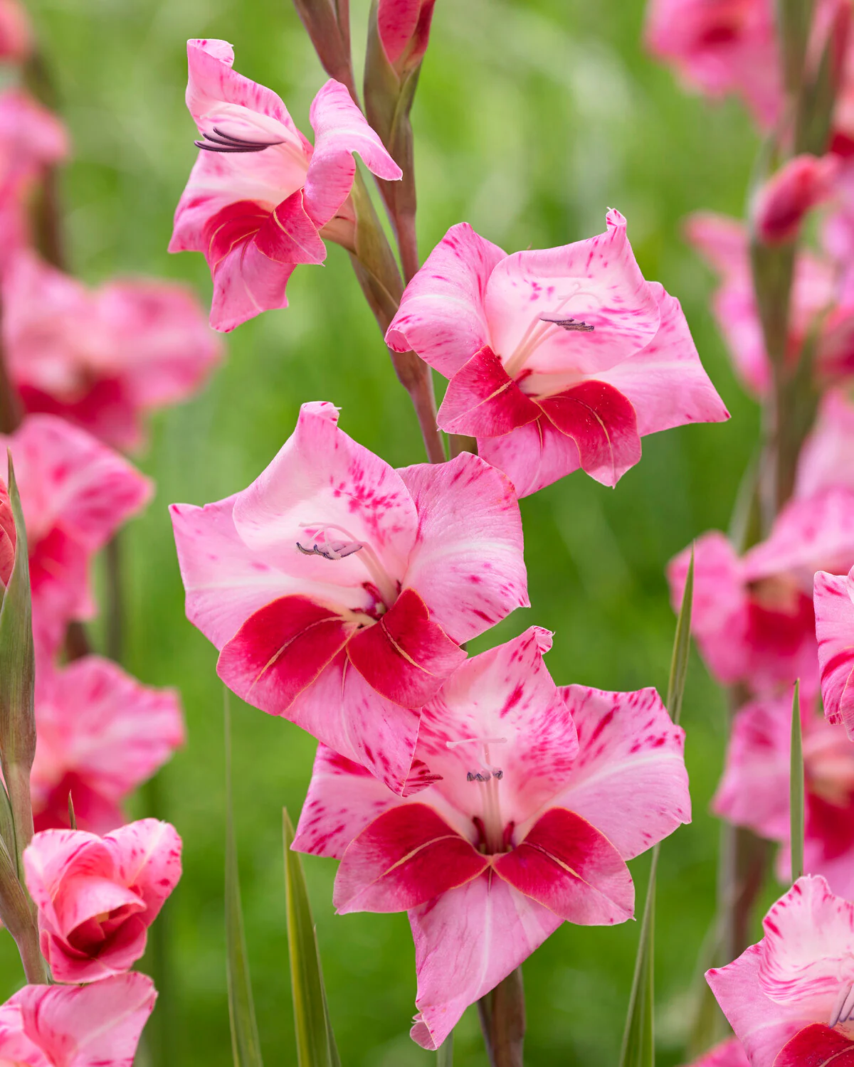 Gladiolus 'Bibi' - Image 4