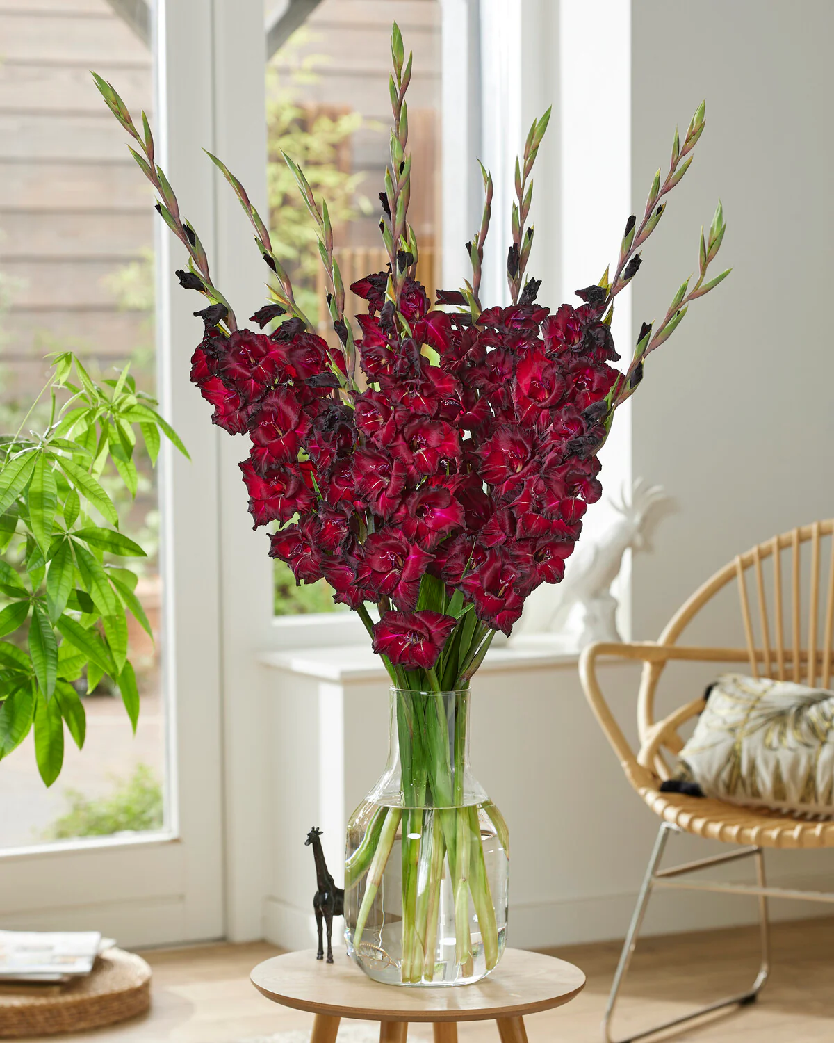 Gladiolus 'Black Star' - Image 3