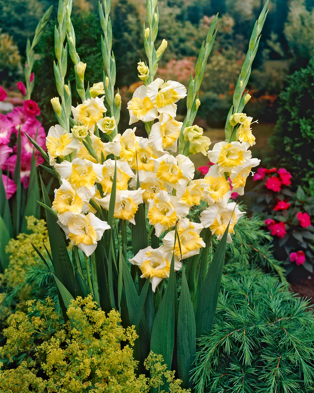 Gladiolus 'Buggy' - Image 3