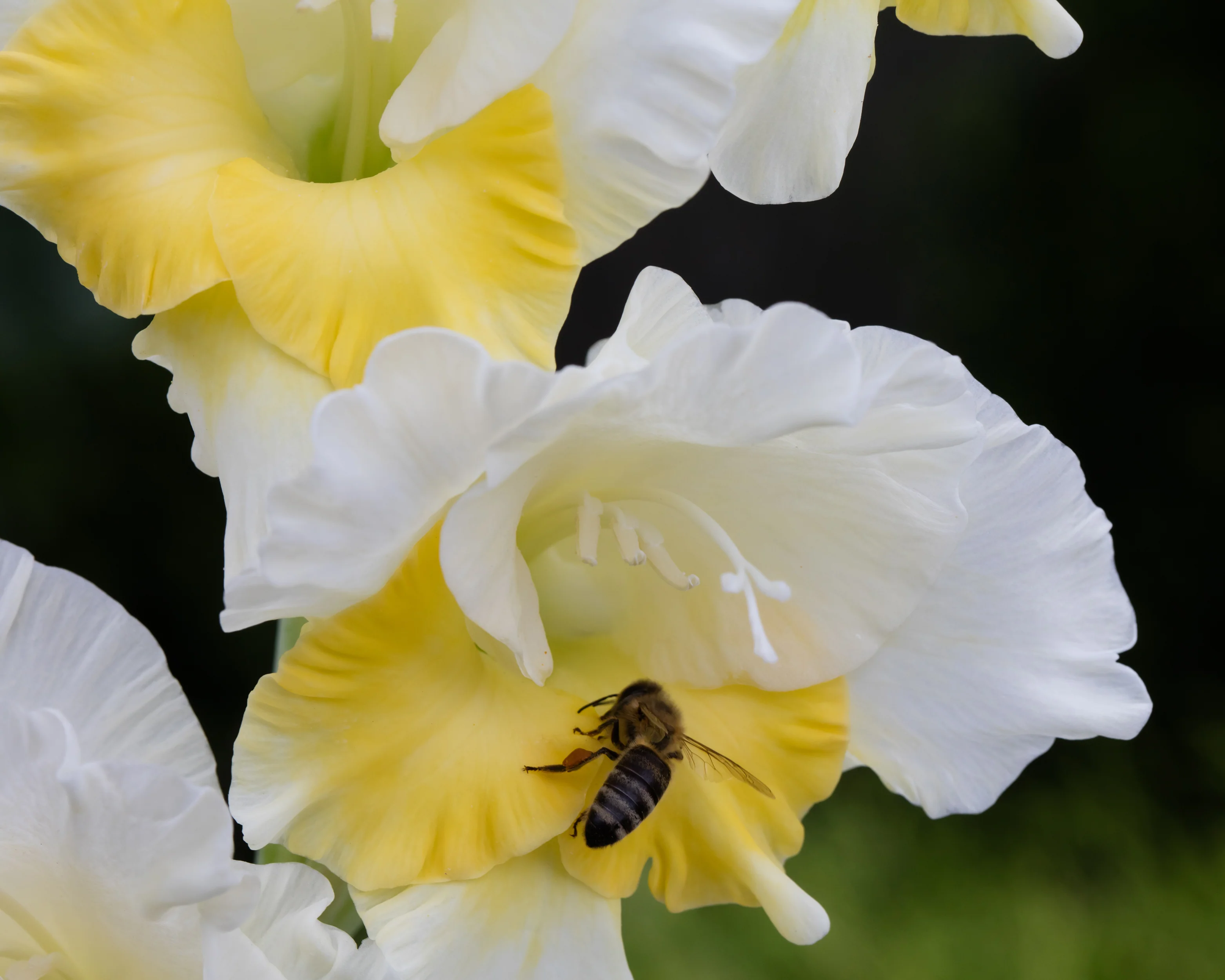 Gladiolus 'Buggy' - Image 5