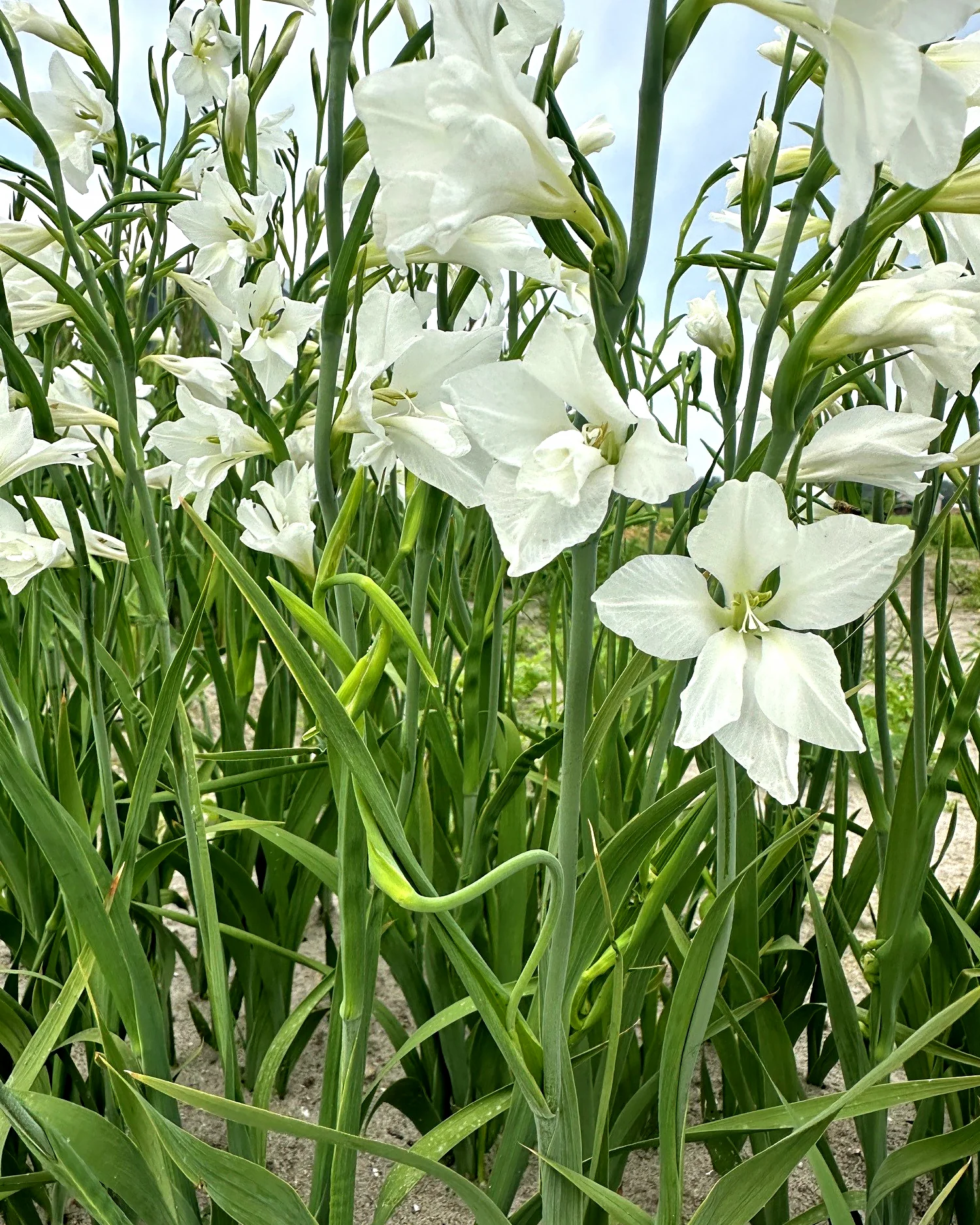 Gladiolus byzantinus 'White' - Image 3