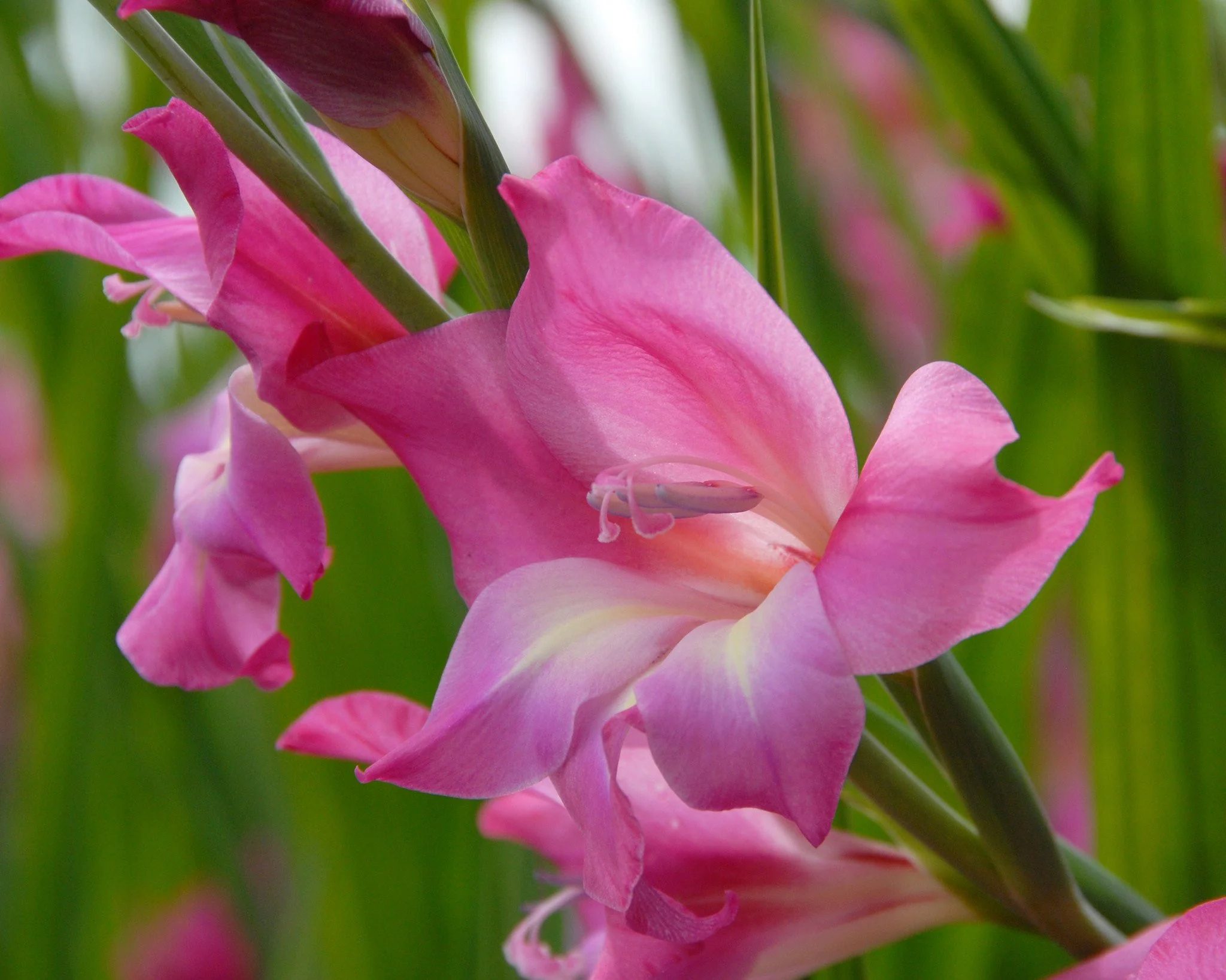 Gladiolus 'Charm' - Image 4