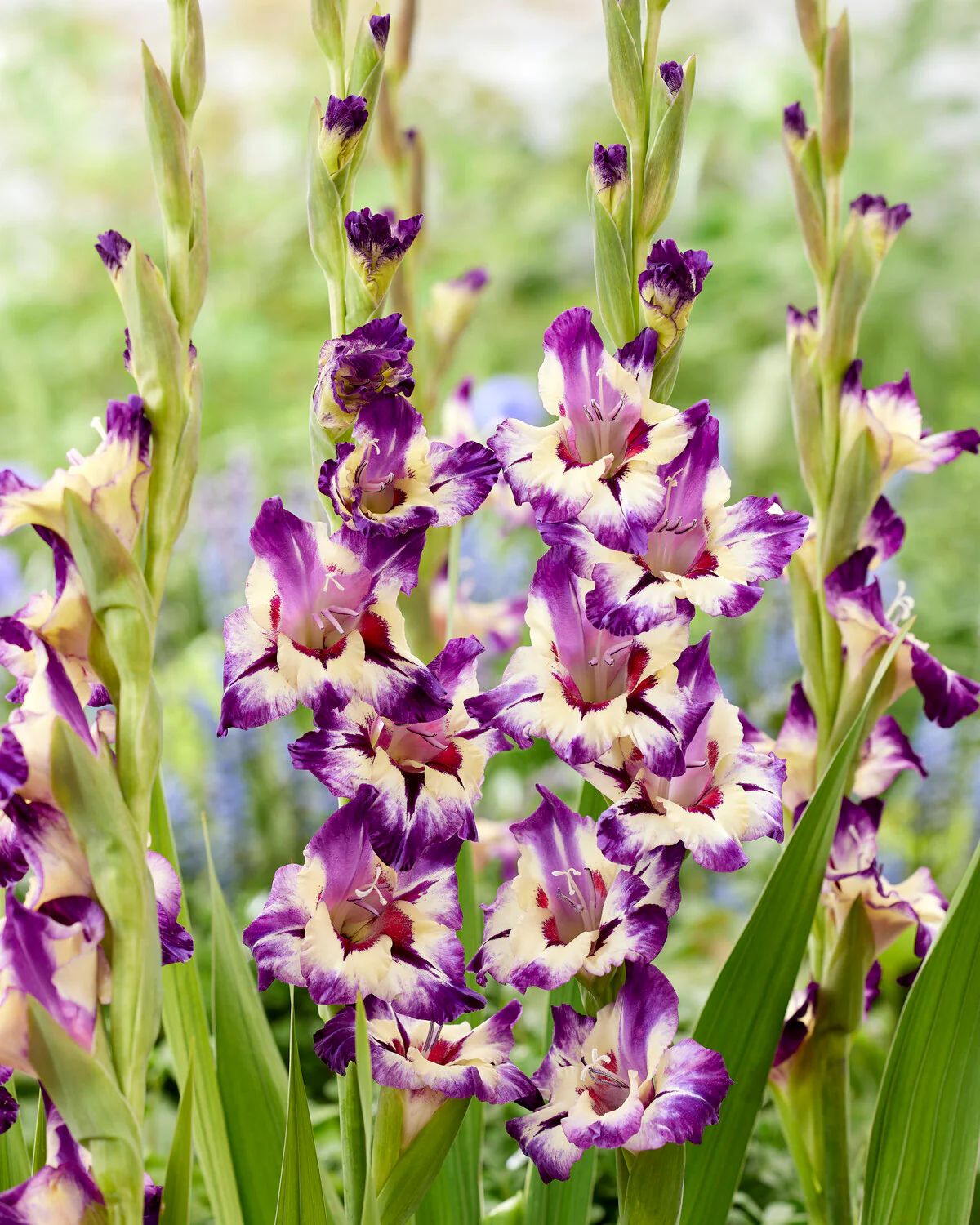 Gladiolus 'Circus Color' - Image 3