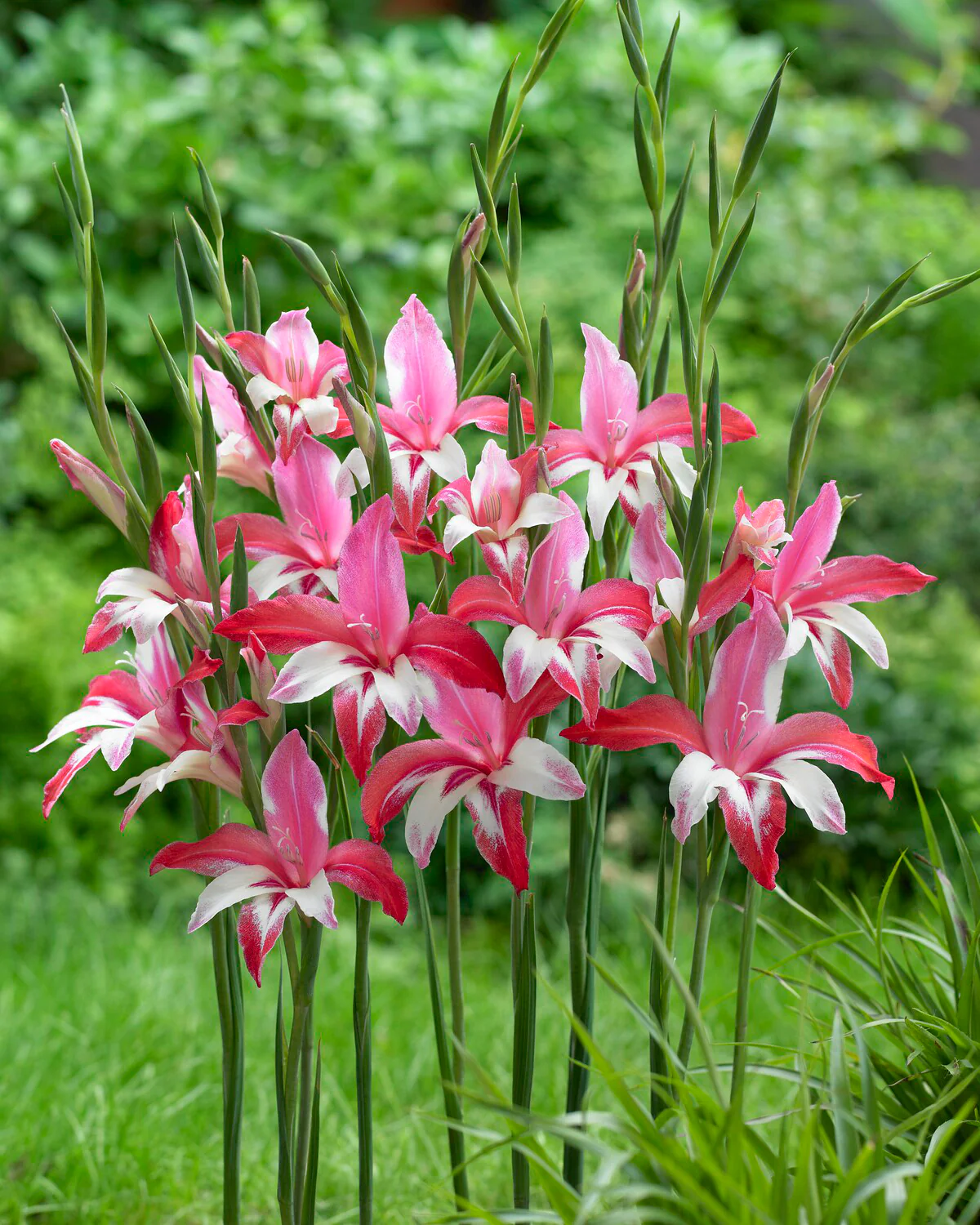 Gladiolus 'Galaxian' - Image 4