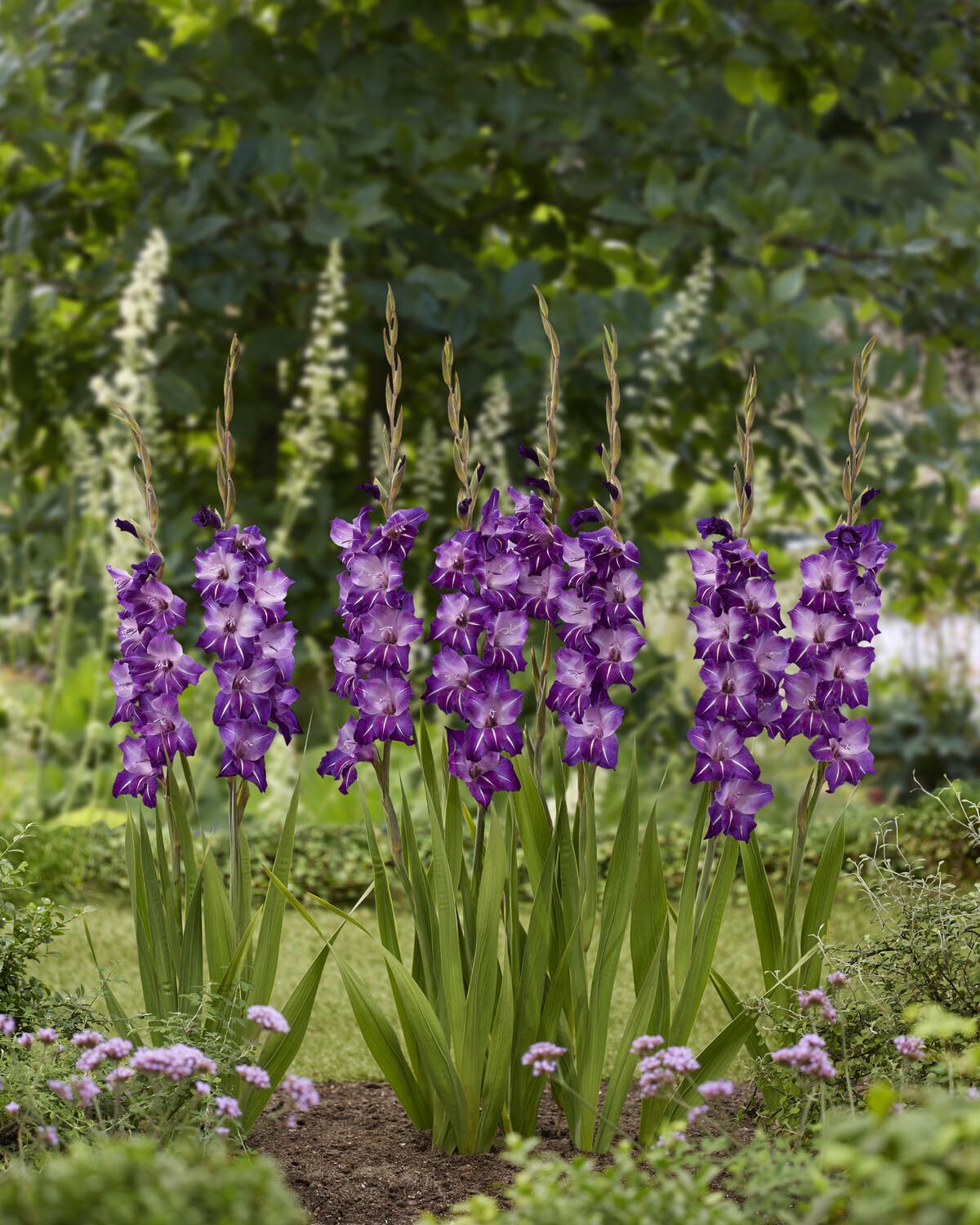 Gladiolus 'Hallowy' - Image 2