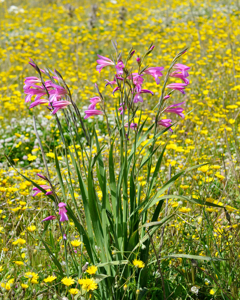 Gladiolus byzantinus italicus - Image 10