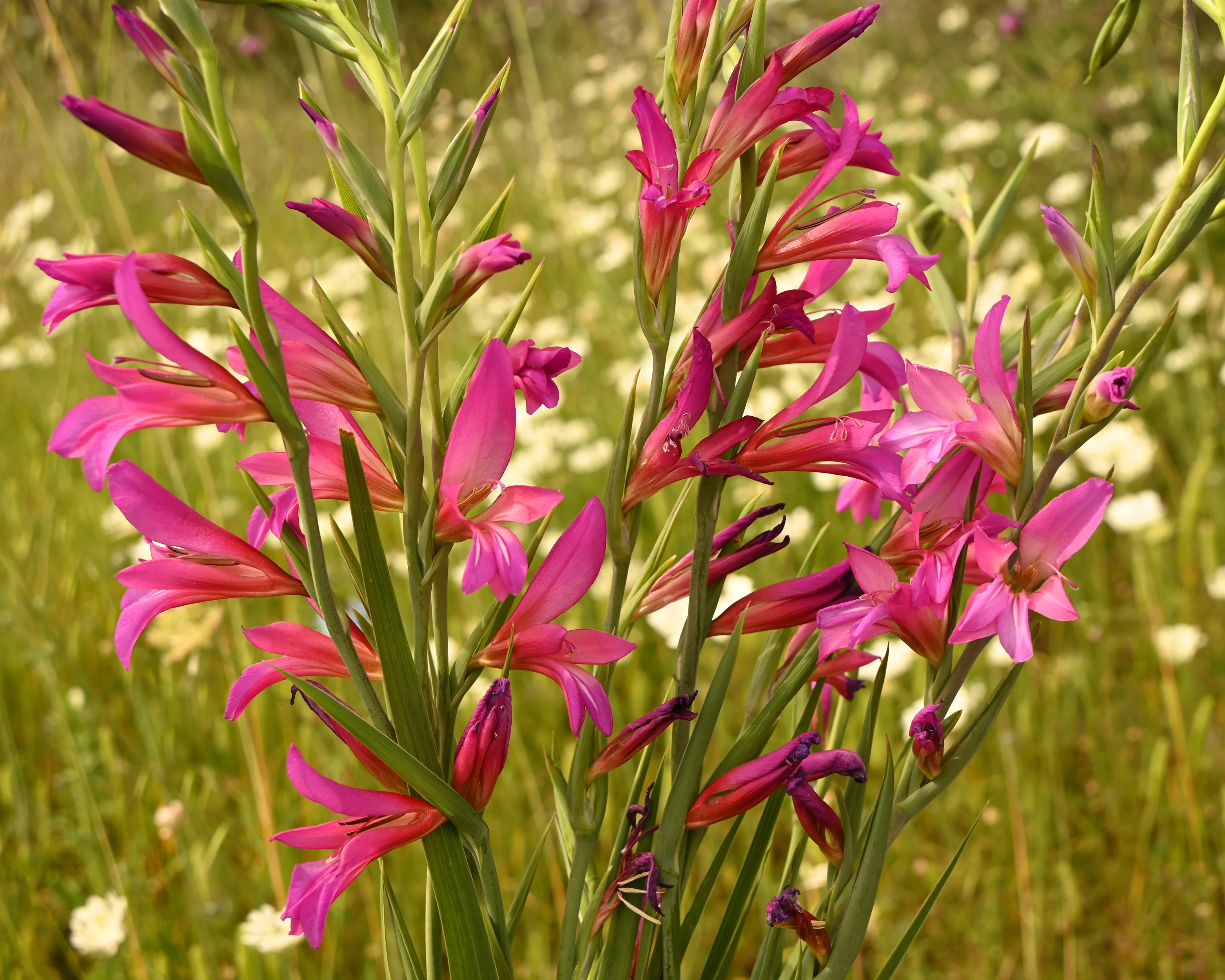 Gladiolus byzantinus italicus - Image 11