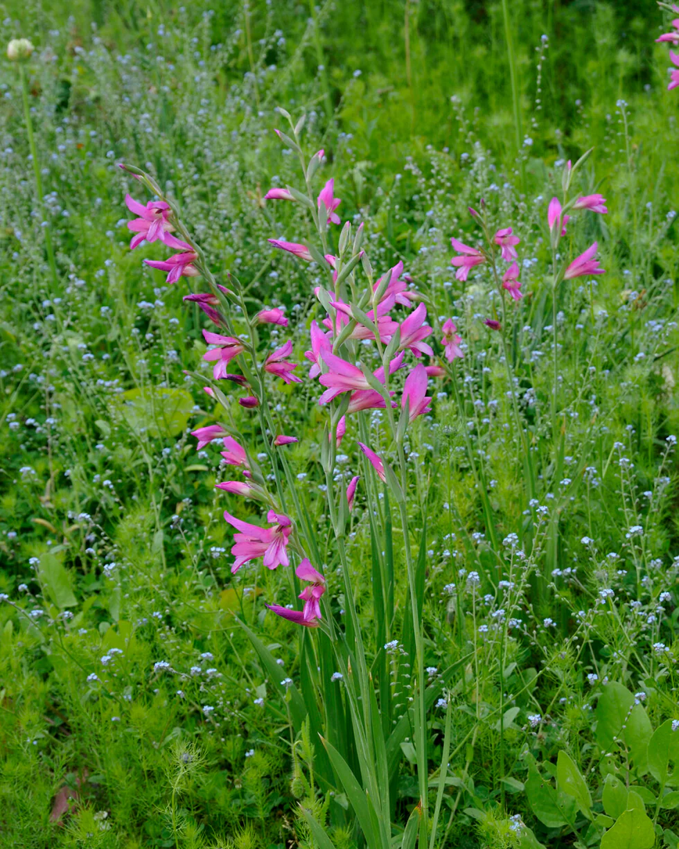 Gladiolus byzantinus italicus - Image 5